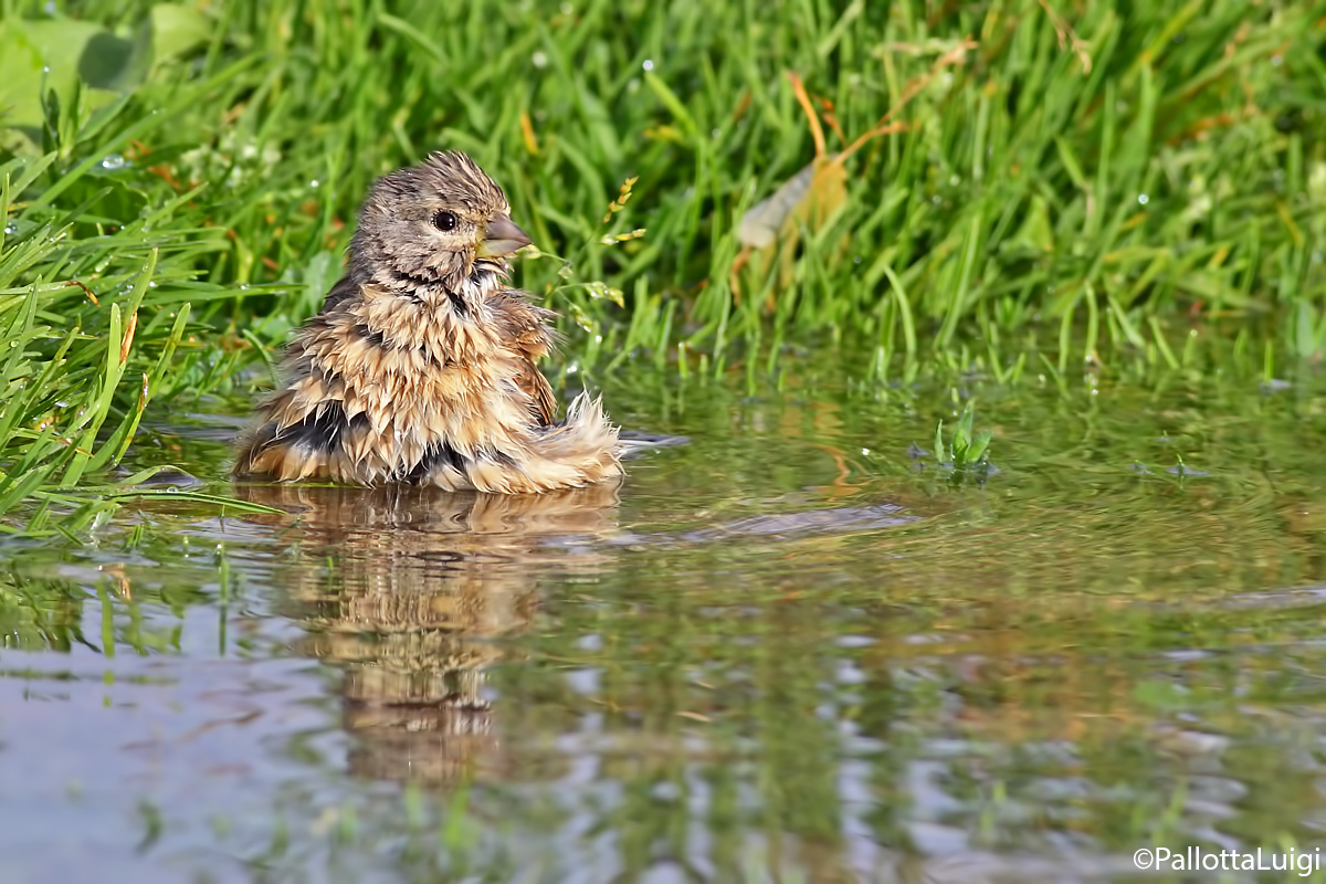 Fanello (Carduelis cannabina)