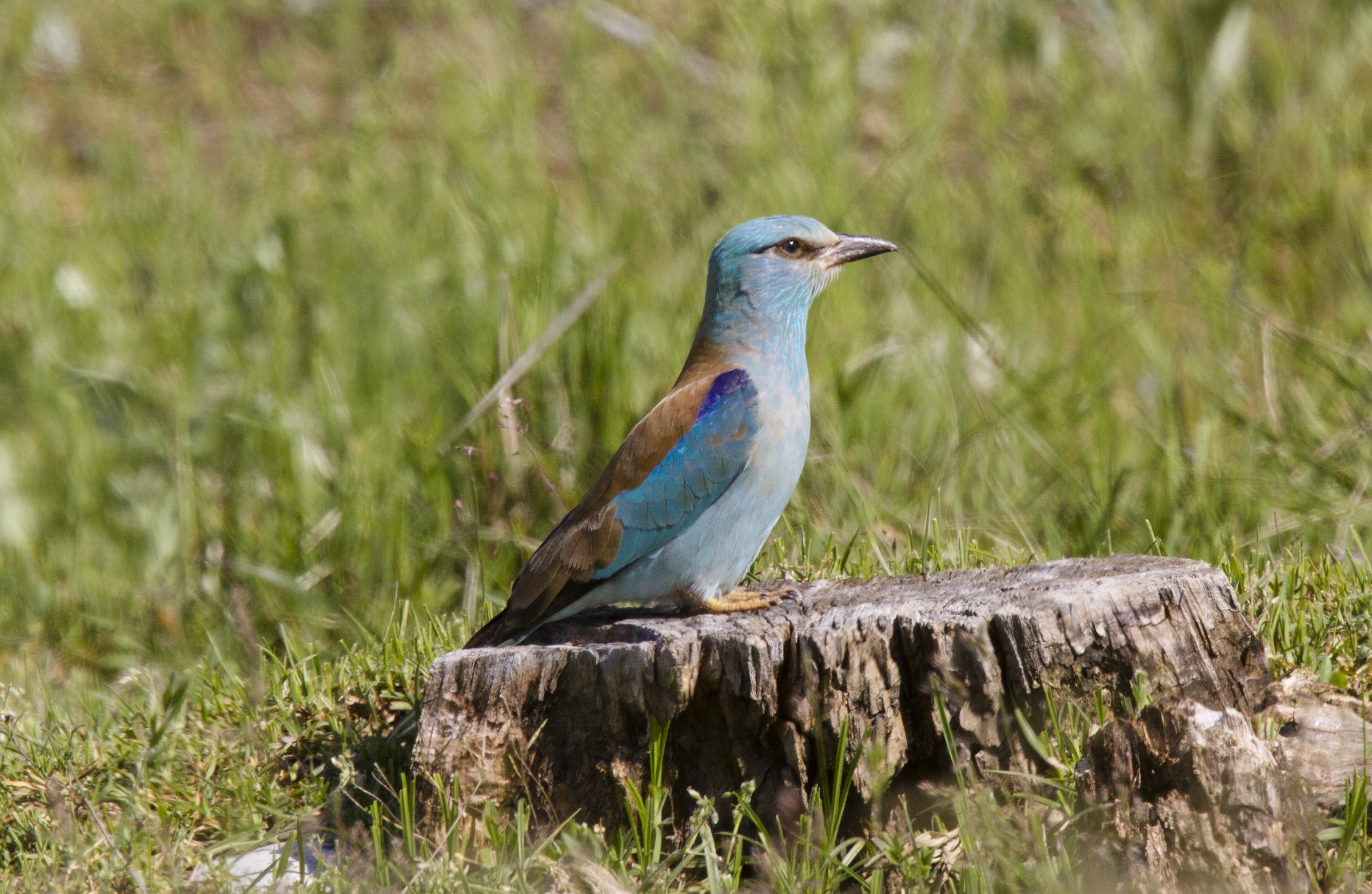 Jay Marina, St. Albans Stura, ITA
