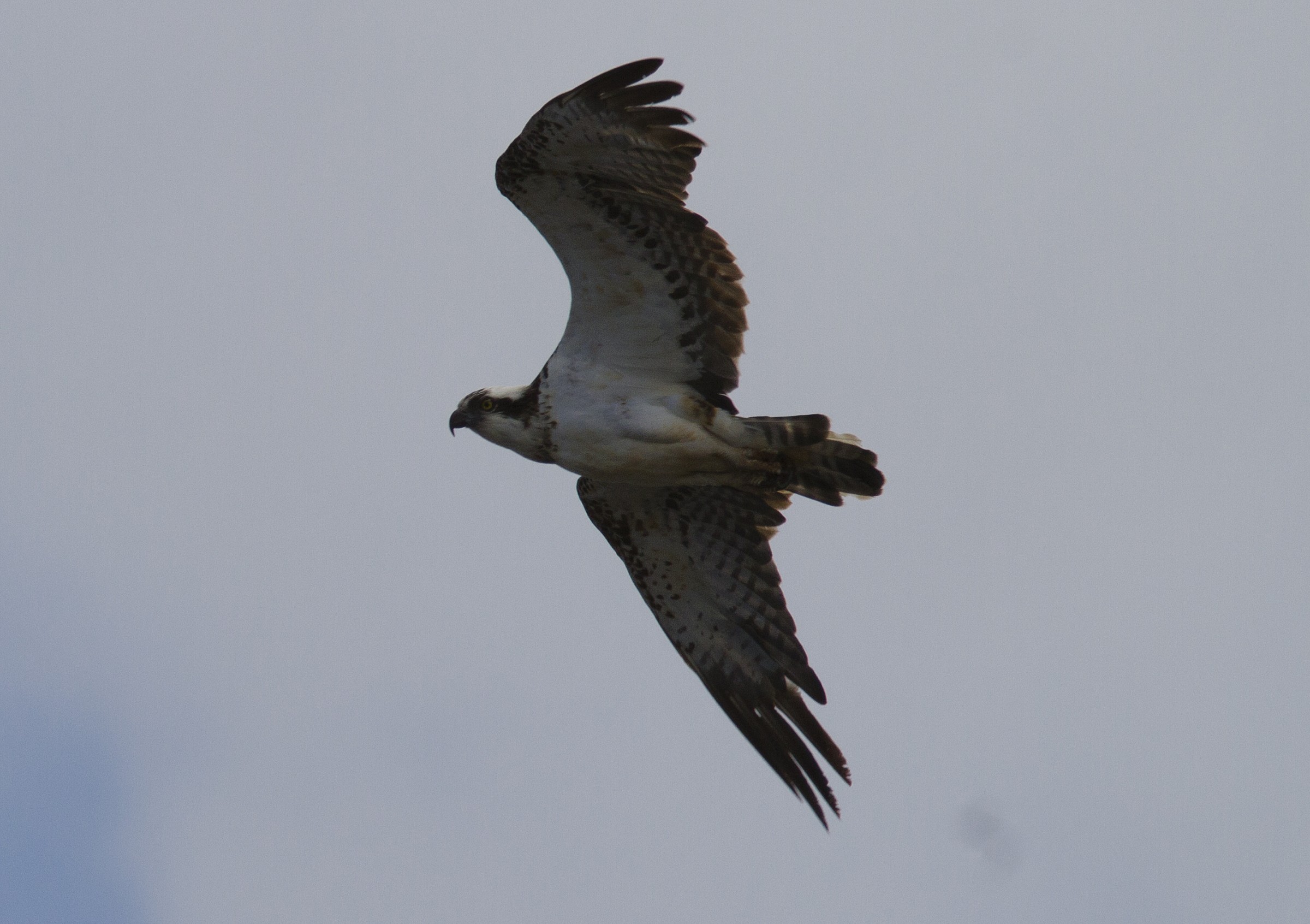 Osprey, Sardinia, ITA