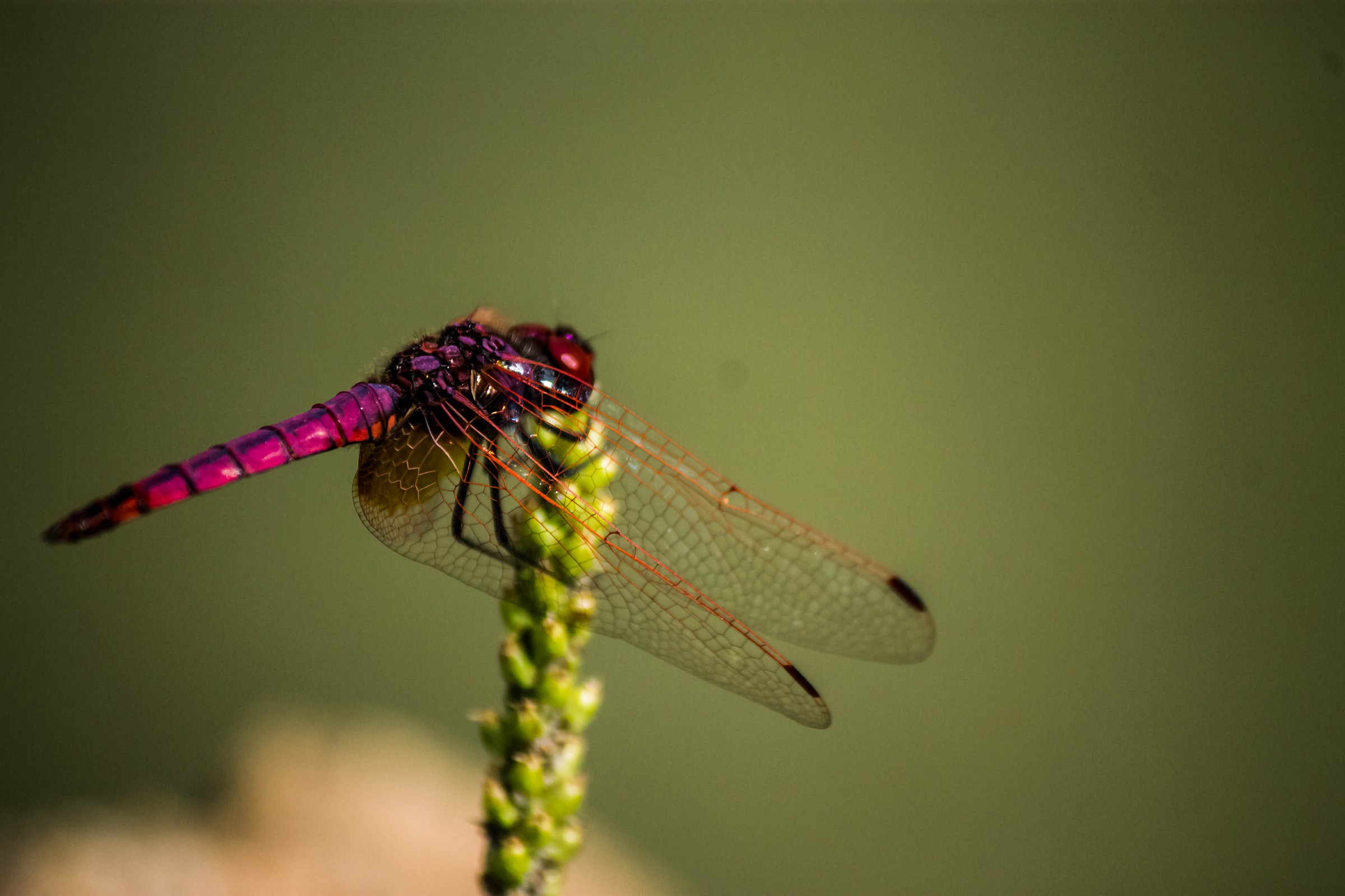 Dragonfly