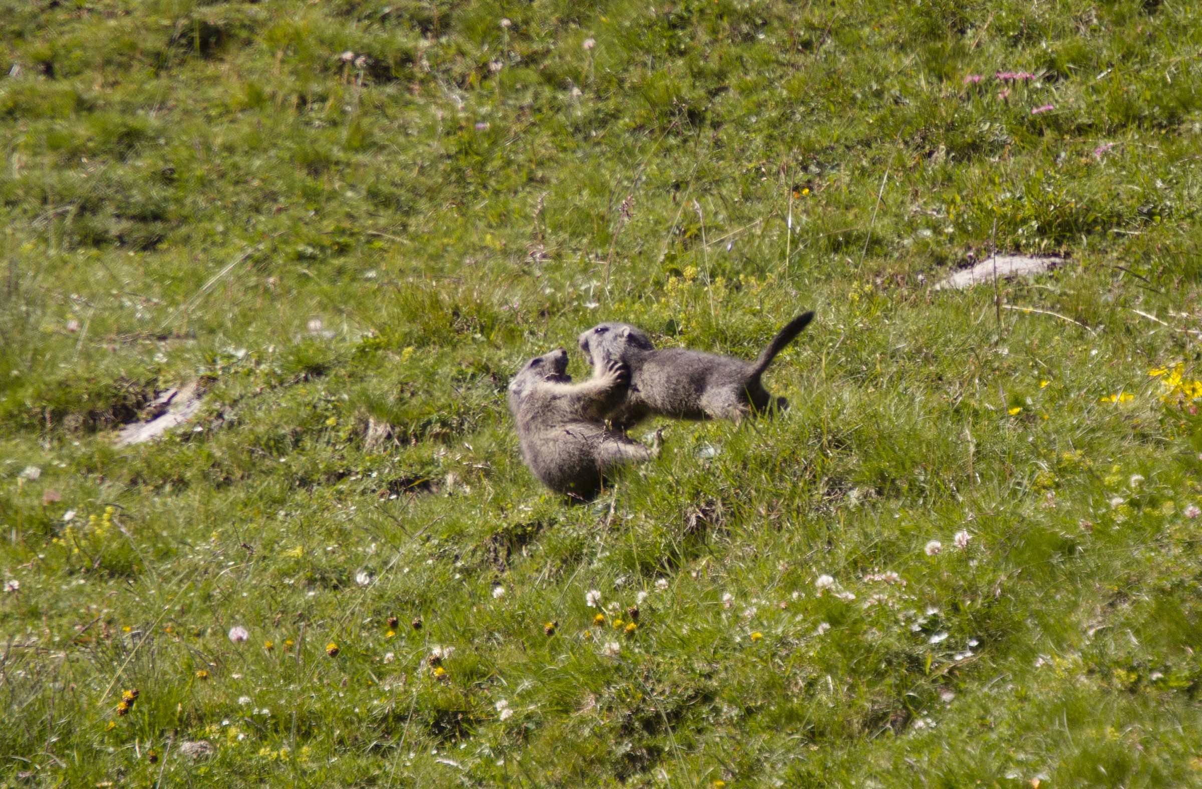 Marmotte, Ceillac, FR