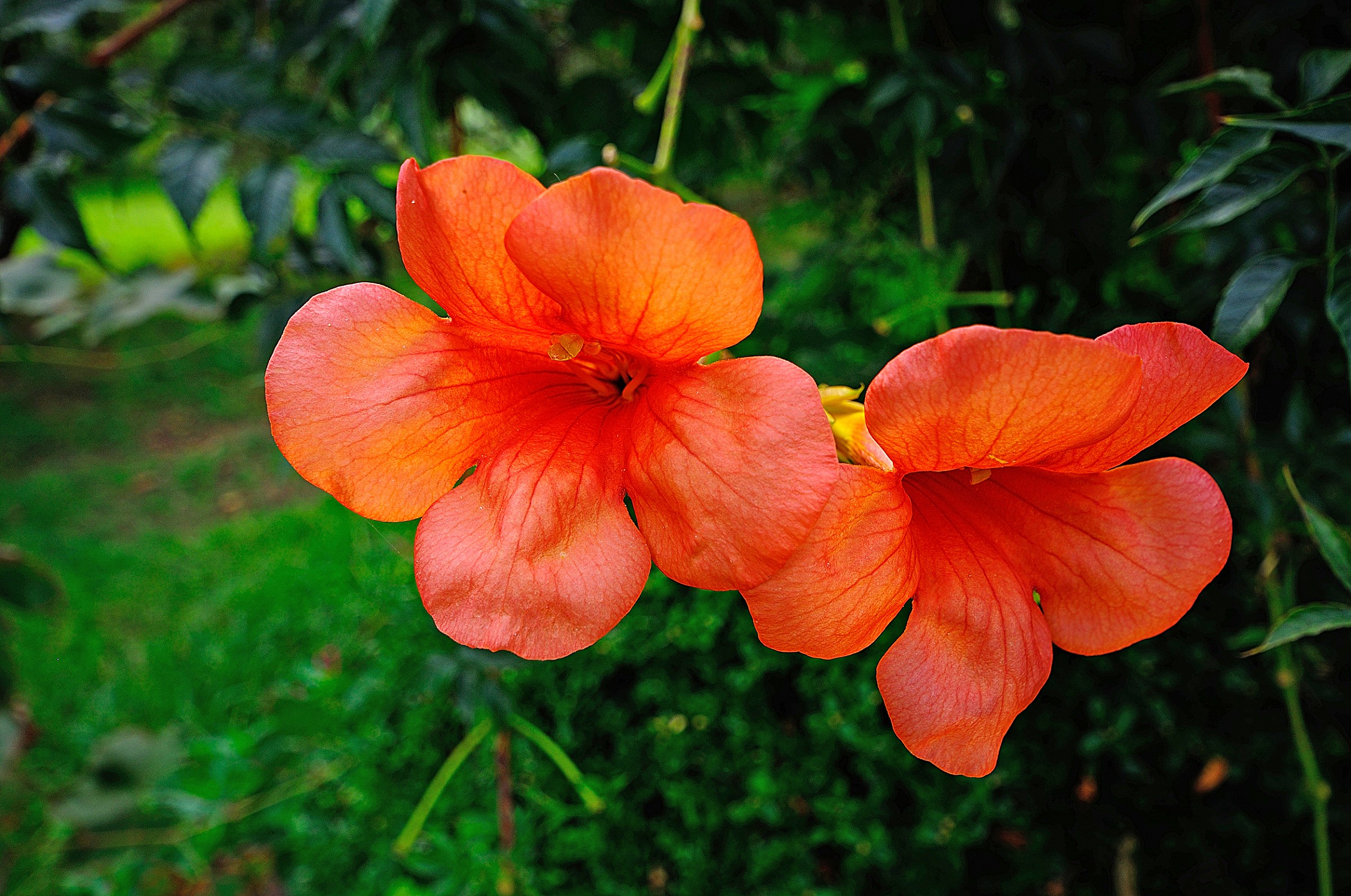 abbinamento colori..