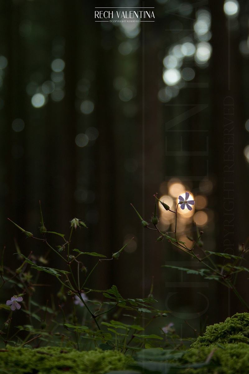 Ultime luci nel bosco