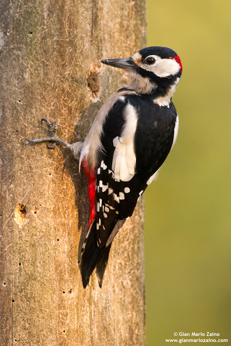 Dendrocopos major / Woodpecker