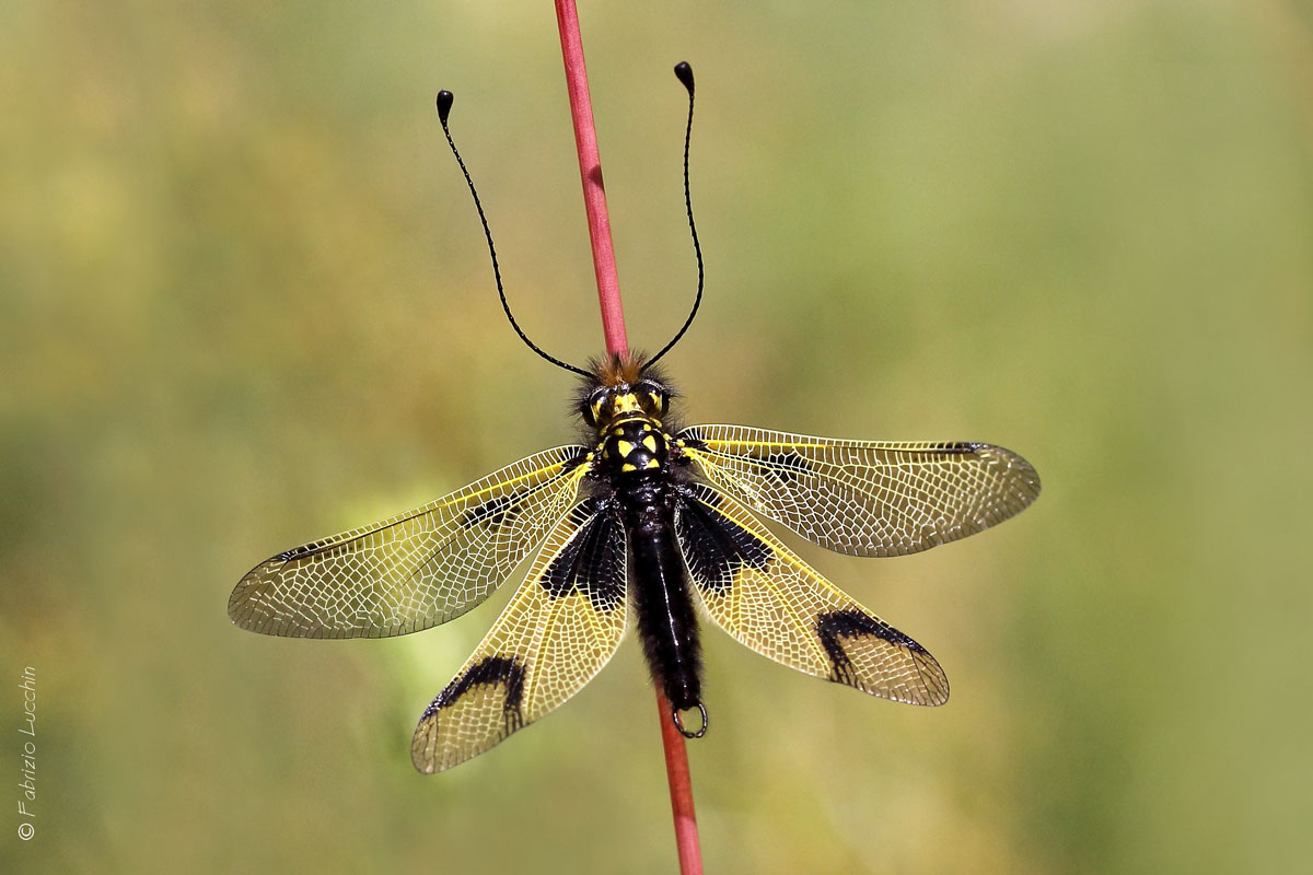 Libelloides longicornis (esemplare maschio)