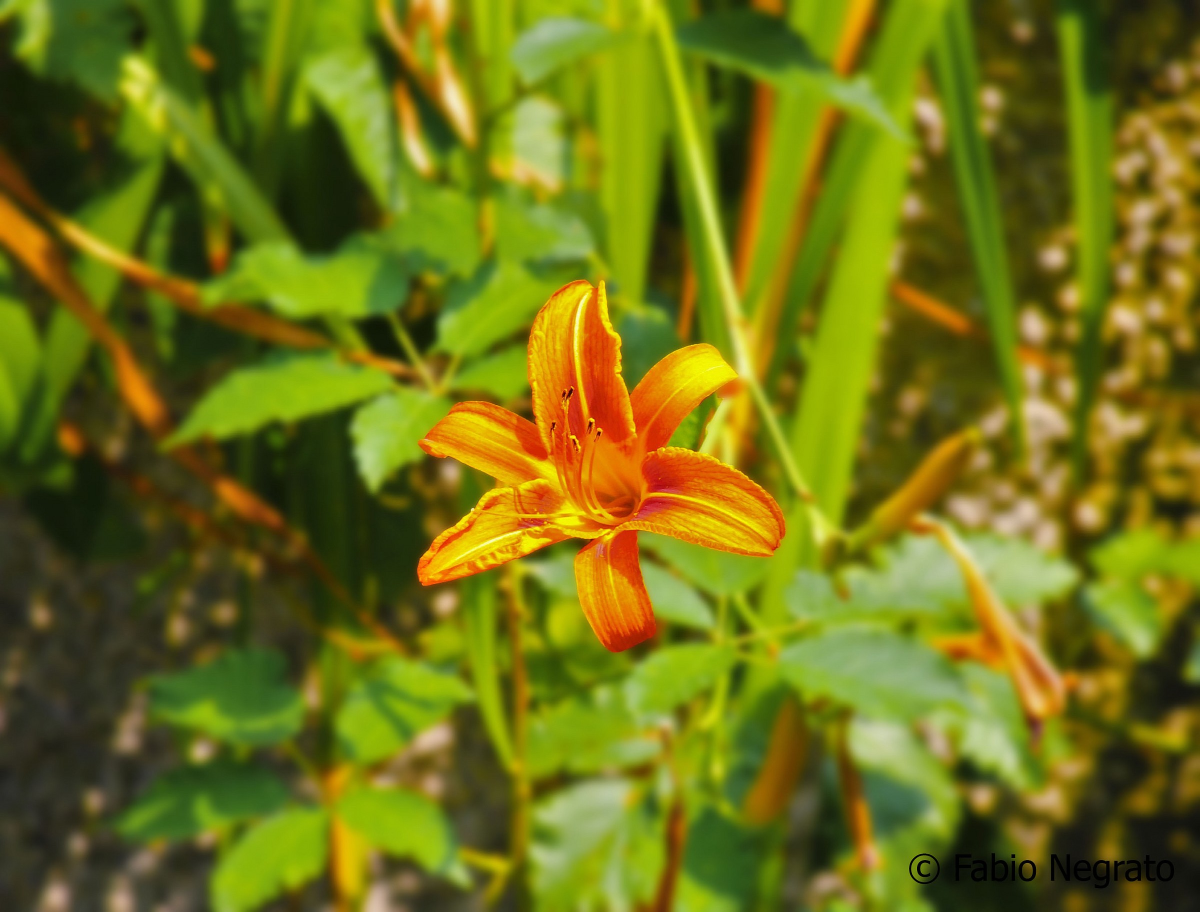 Lilium