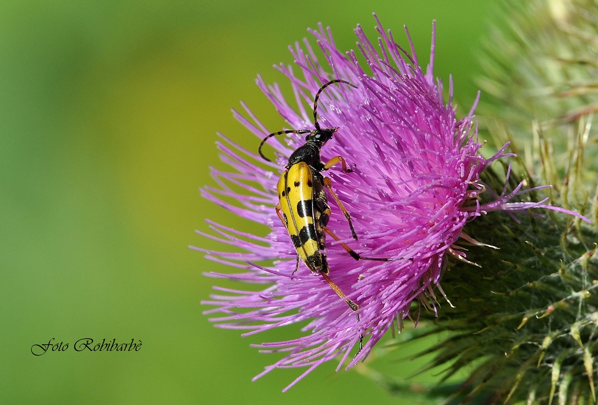 A spasso sul cardo...