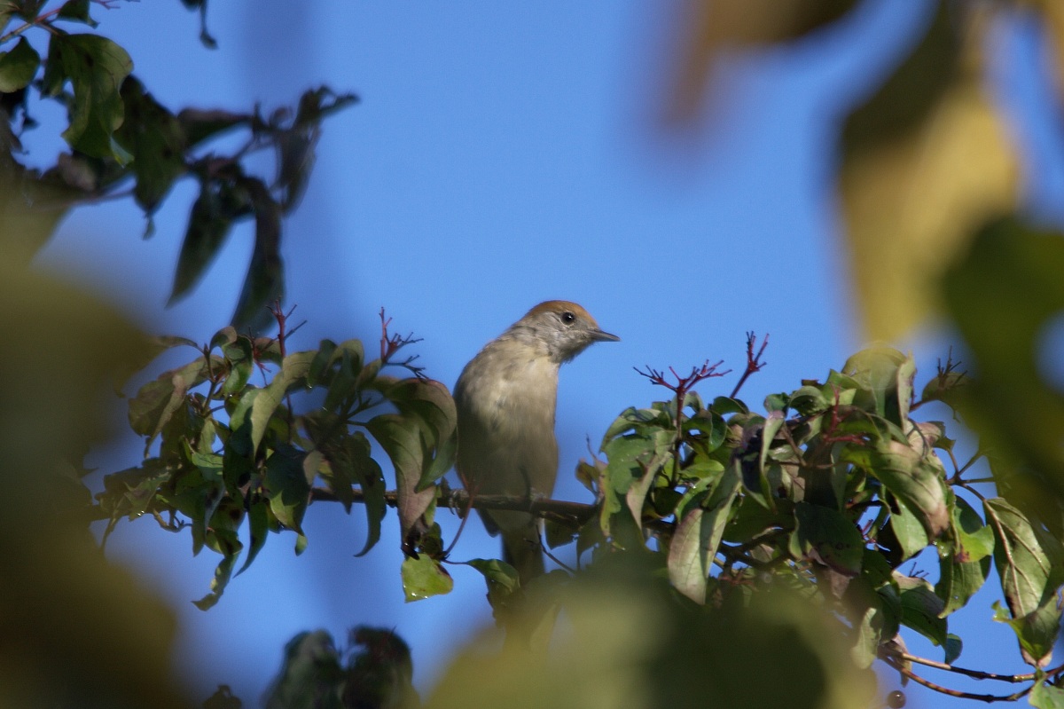 Blackcap female