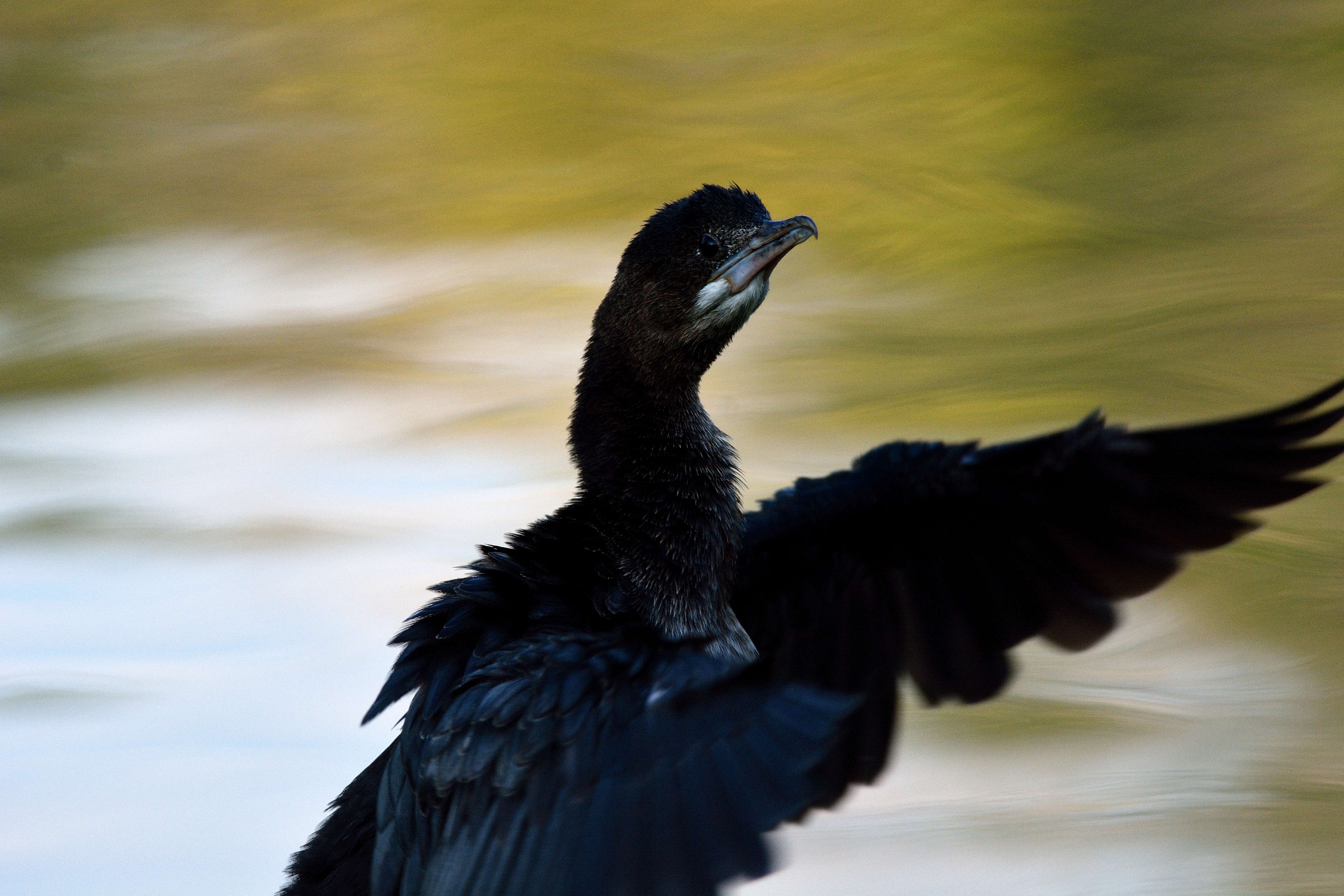 Marangone ... almost ethereal ...