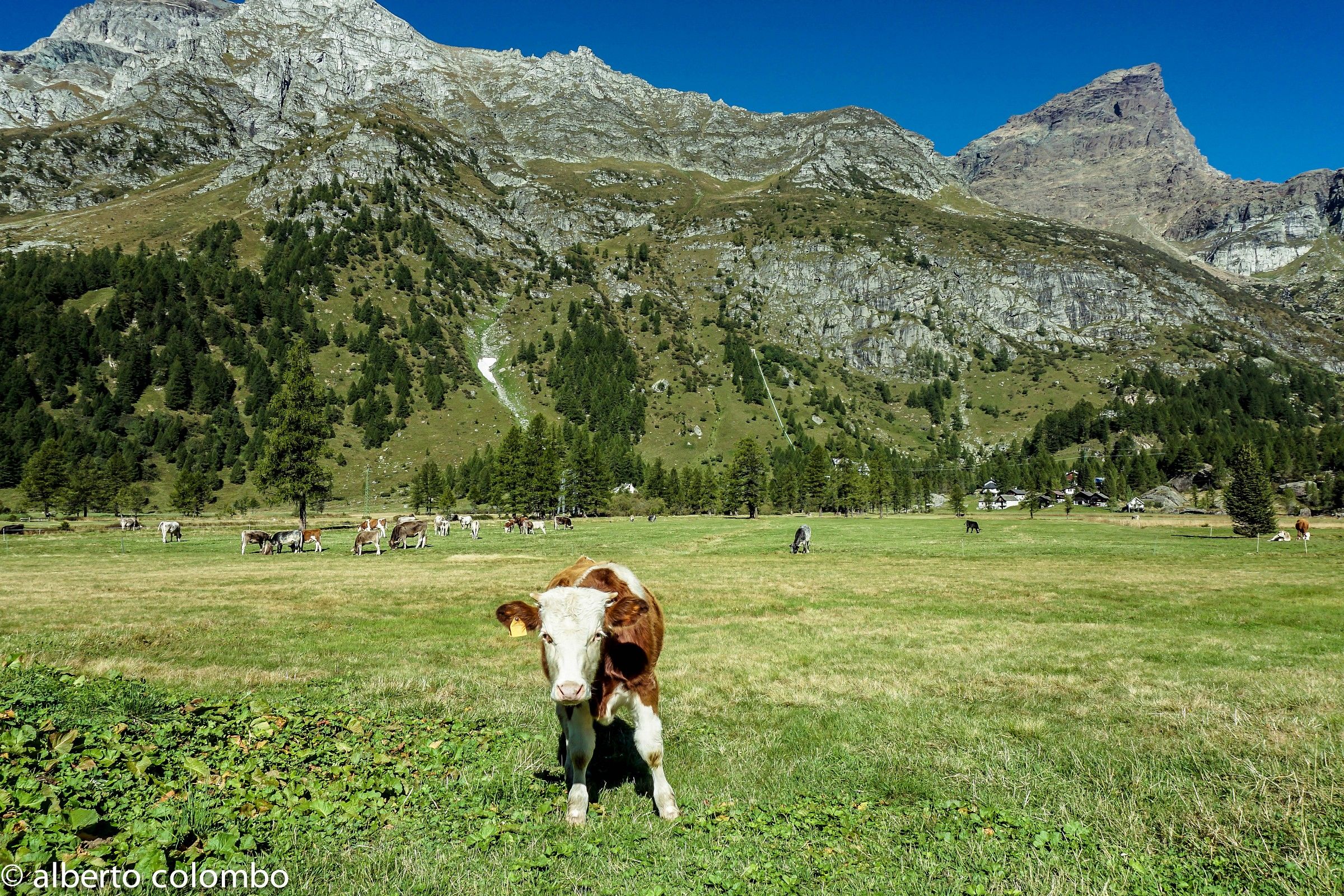 Alpe Devero
