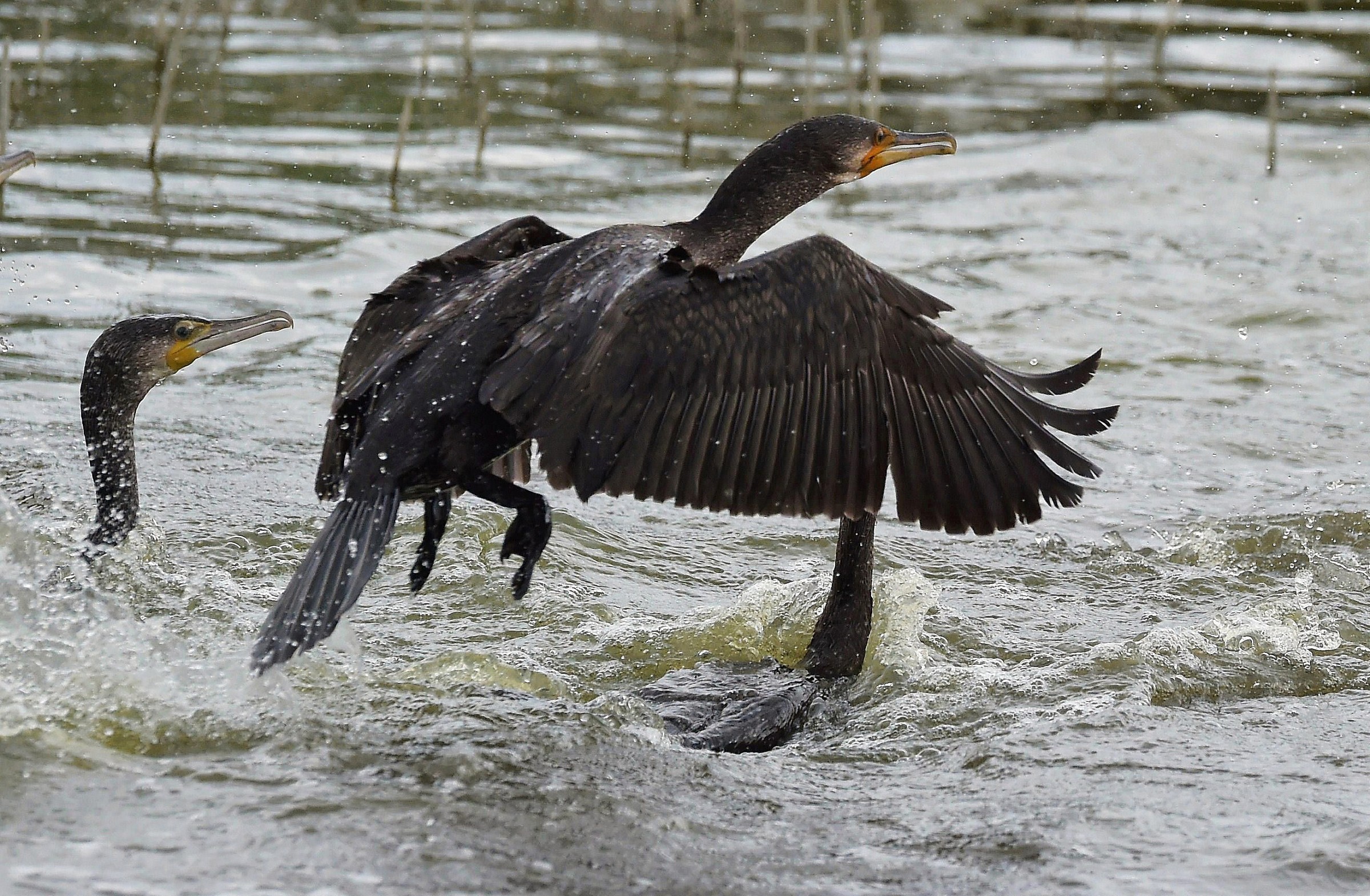 Cormorano