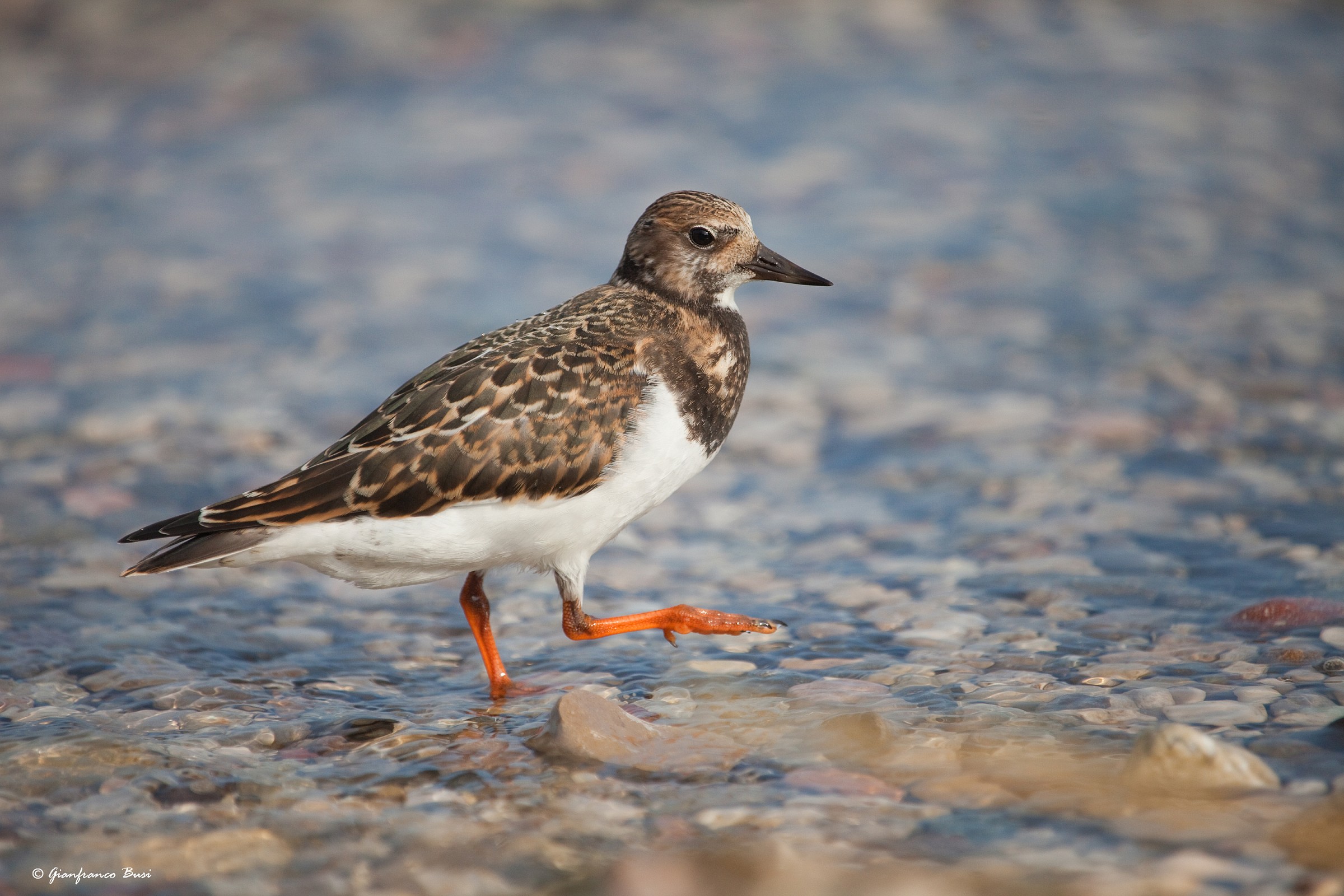 Voltapietre - arenaria interpres