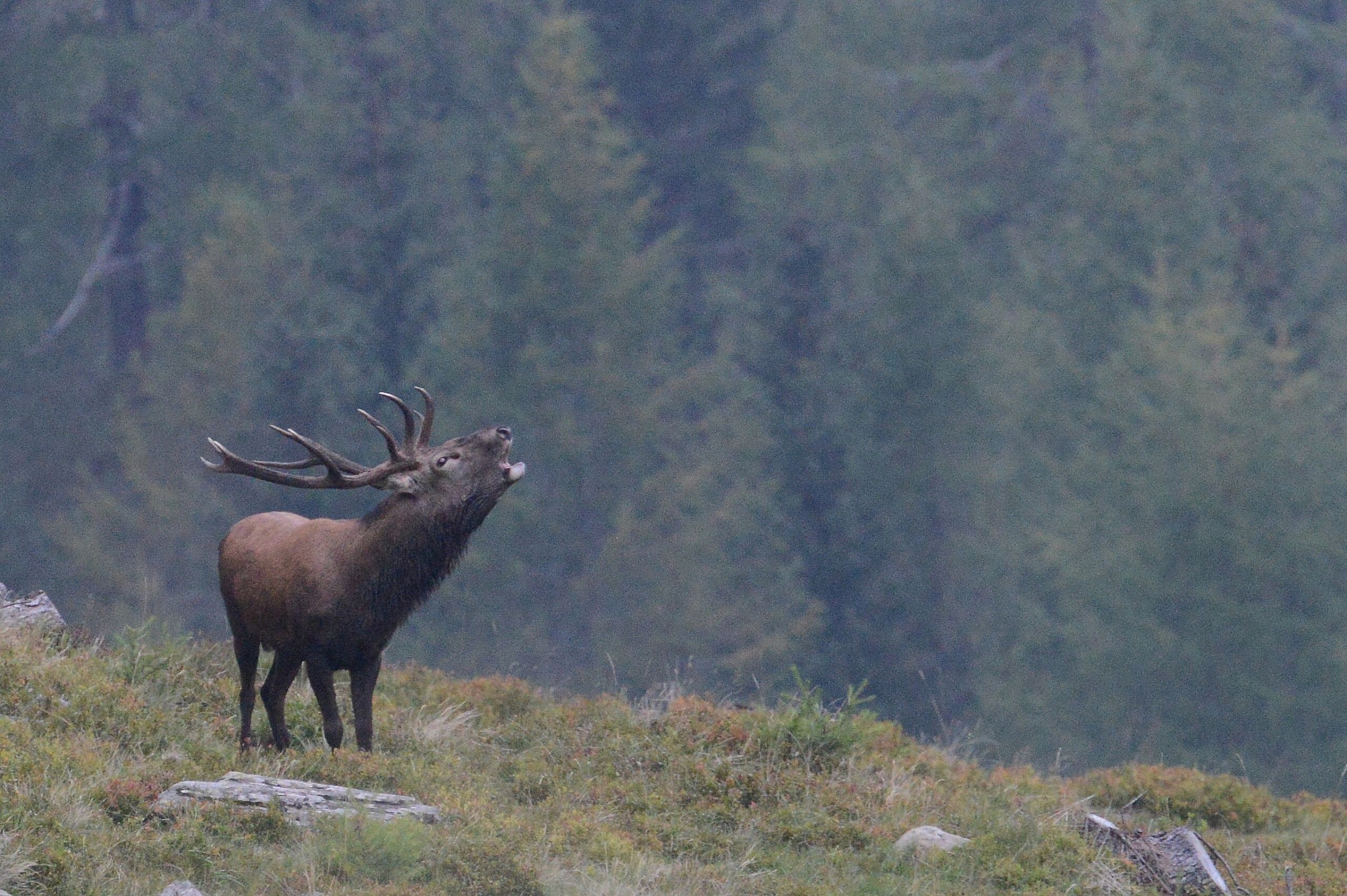 belling almost in the dark ...