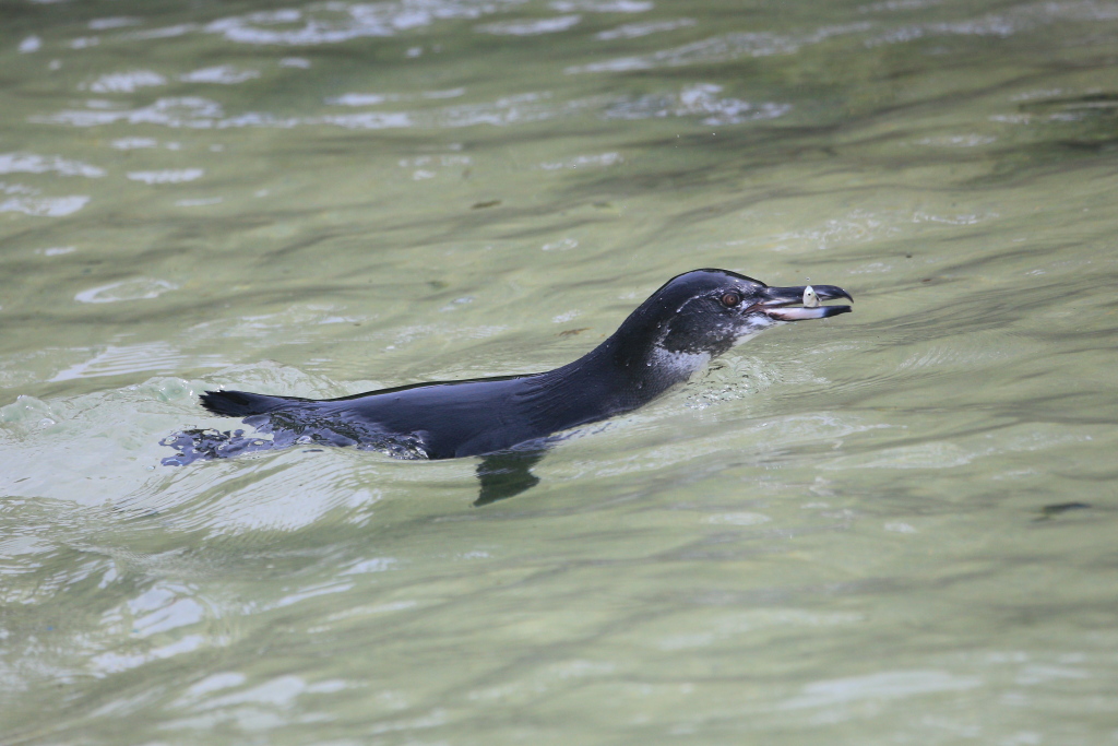 Galapagos penguin