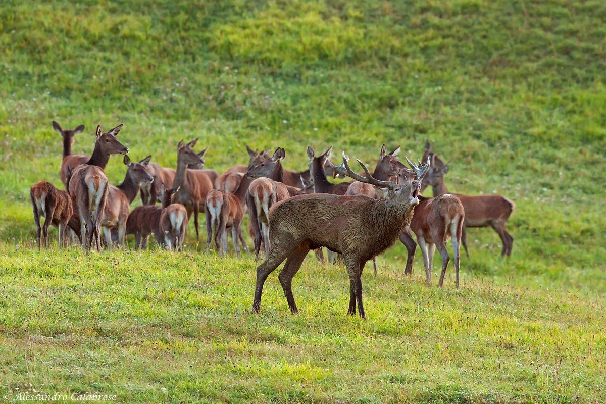 Guai a chi tocca il mio harem!