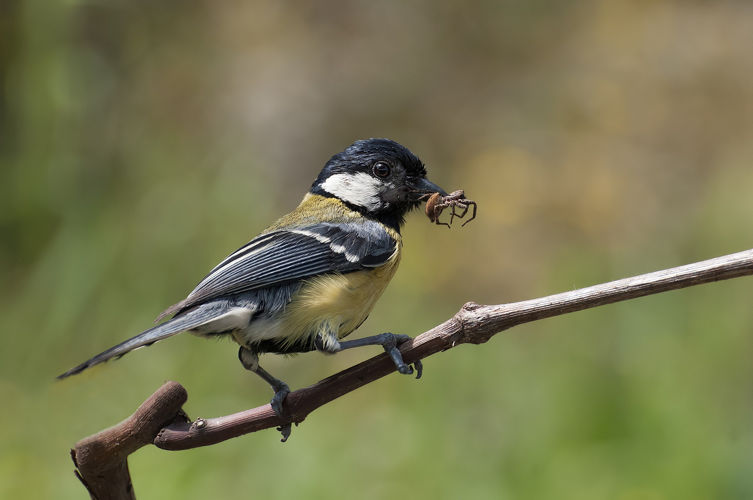 Great Tit with prey