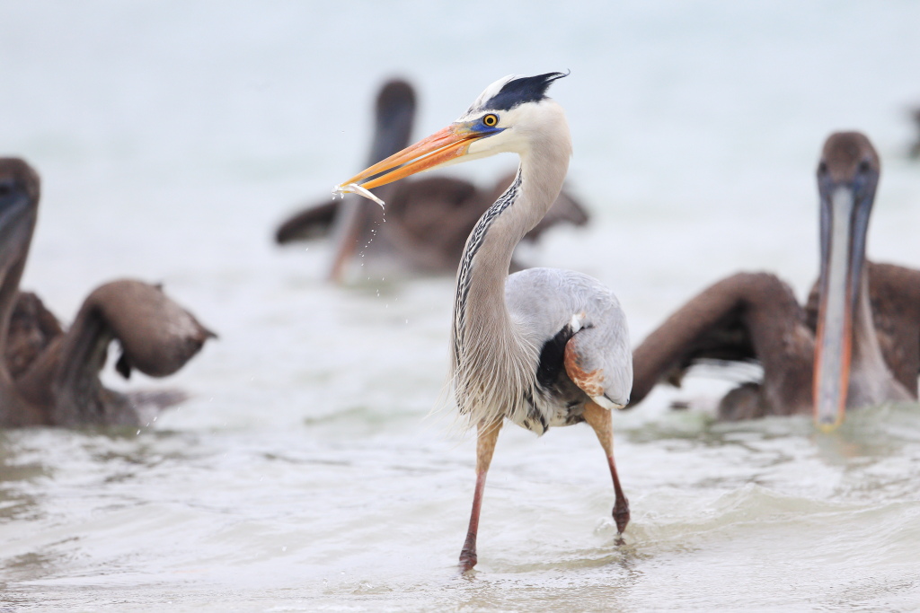 Non avrete mai il mio tessoro