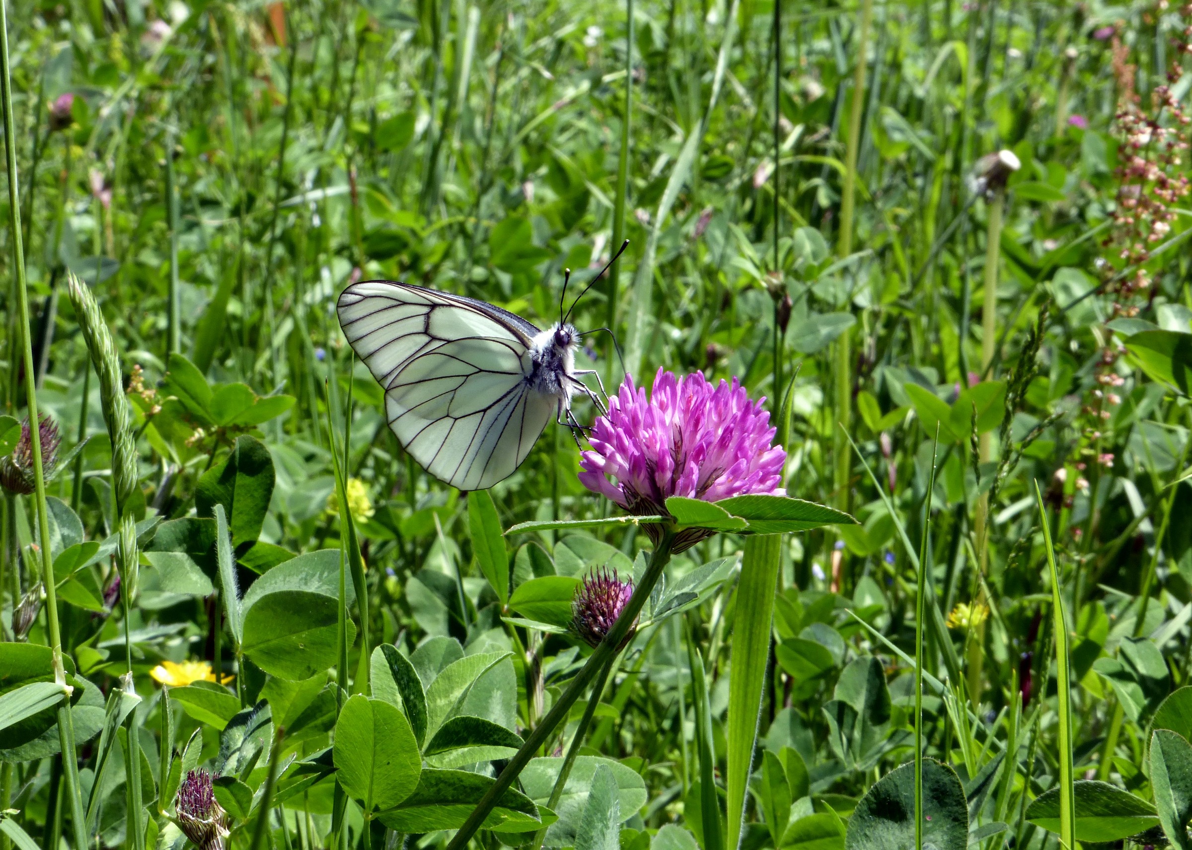 pieride del biancospino