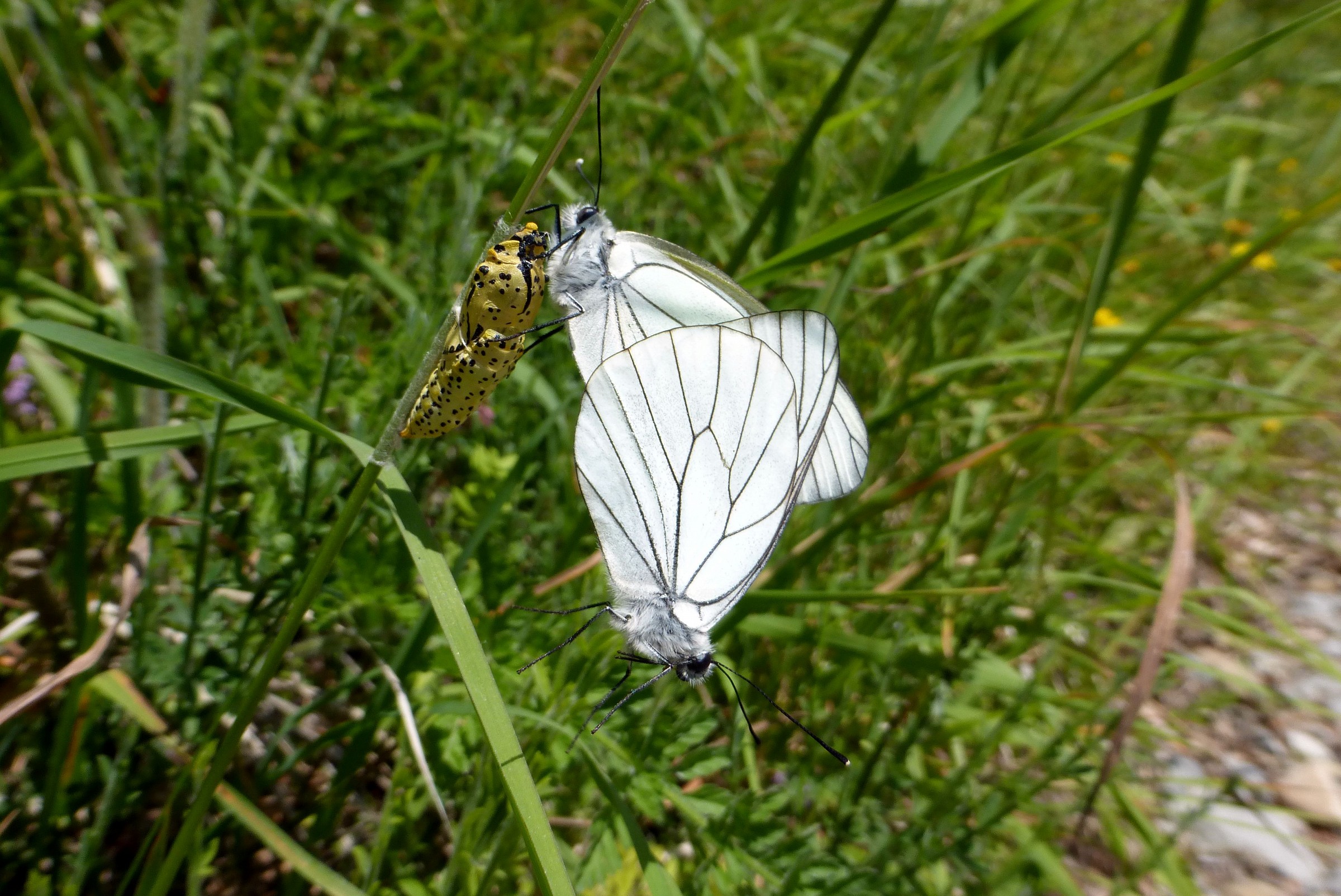coppia di pieridi del biancospino in accoppiamento