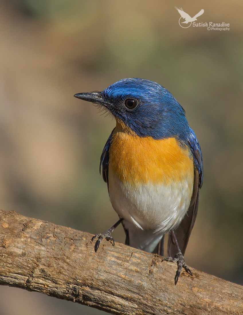 Di Tickell Blu Pigliamosche.