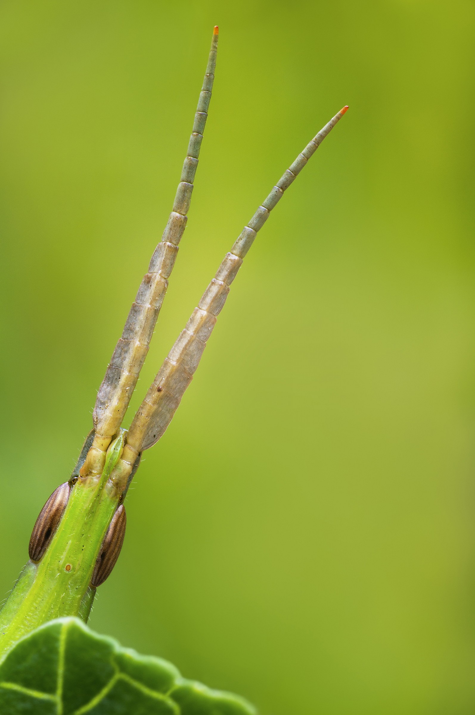 better hide!'ve seen Juza with sony in the field!