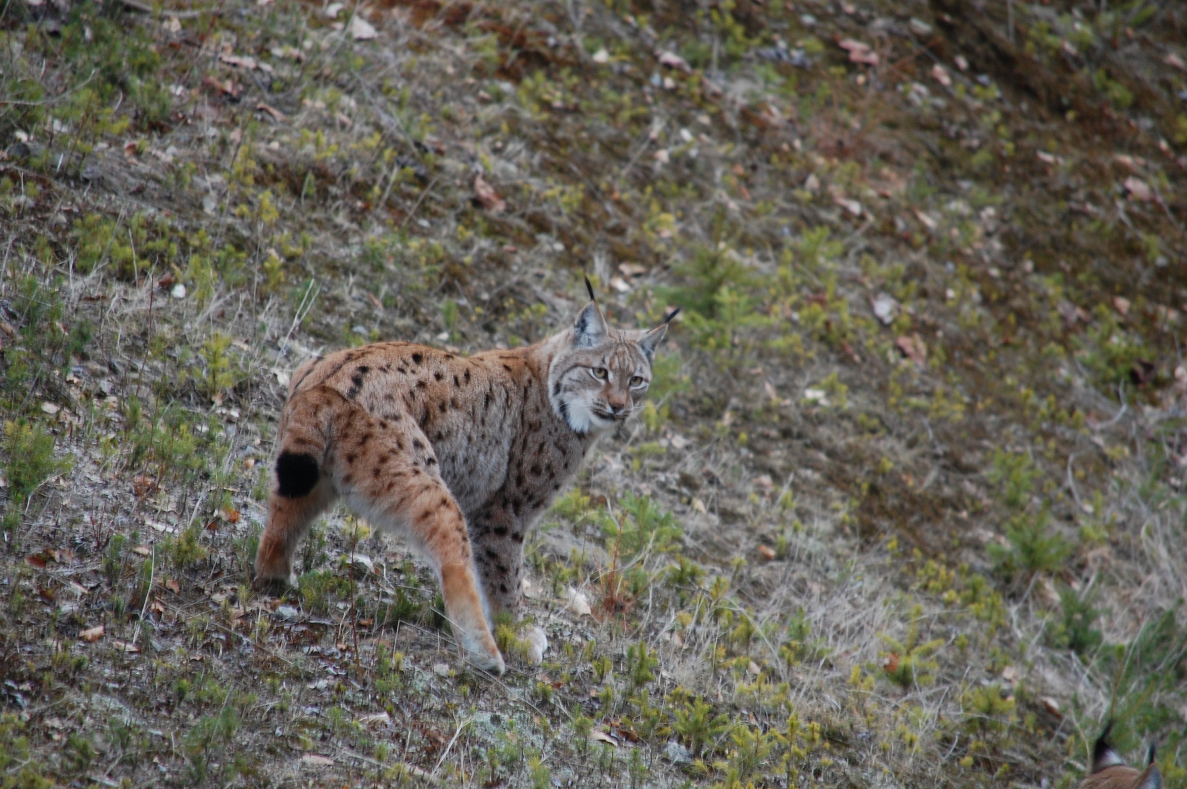 lince