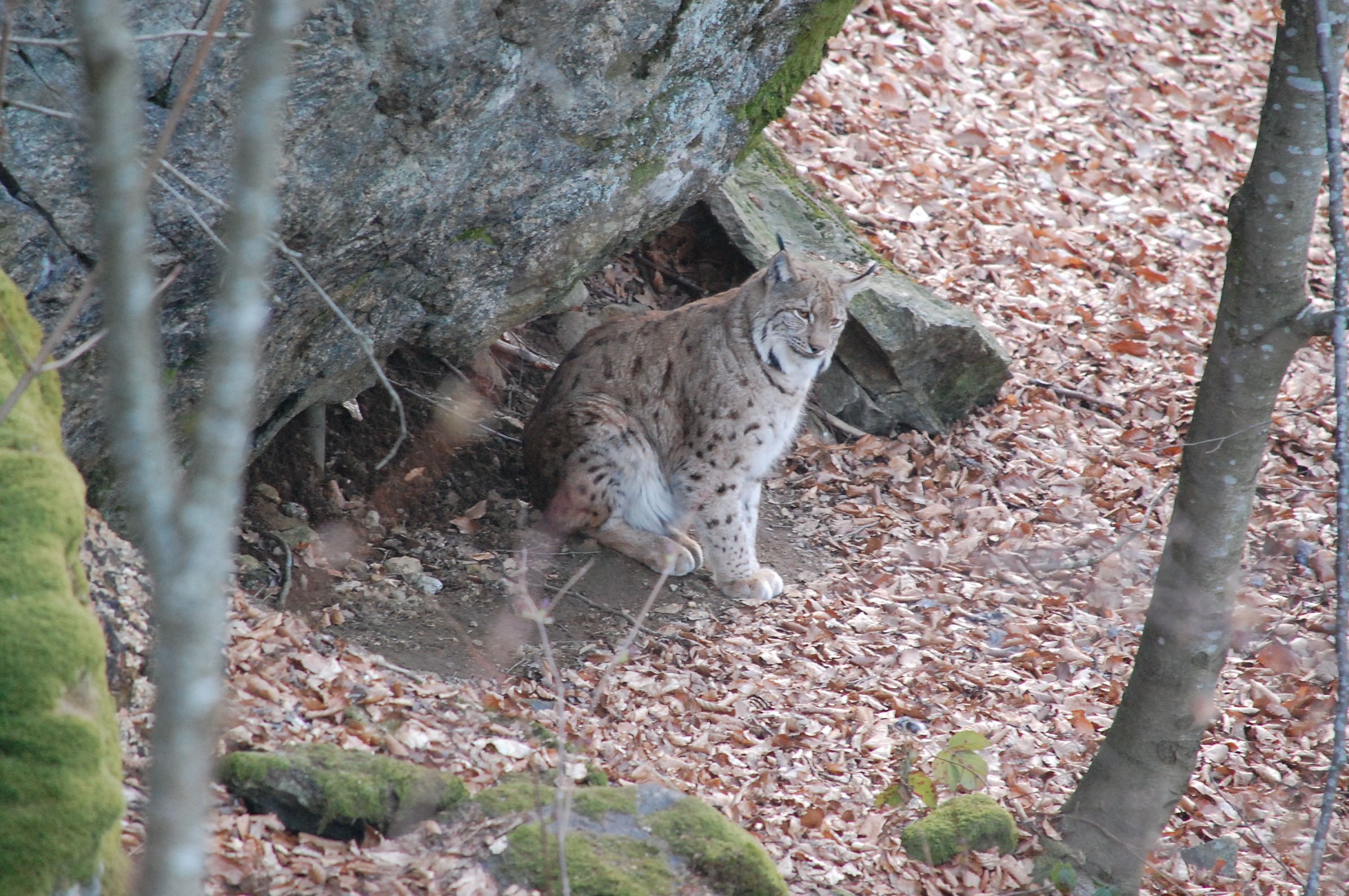 Lince