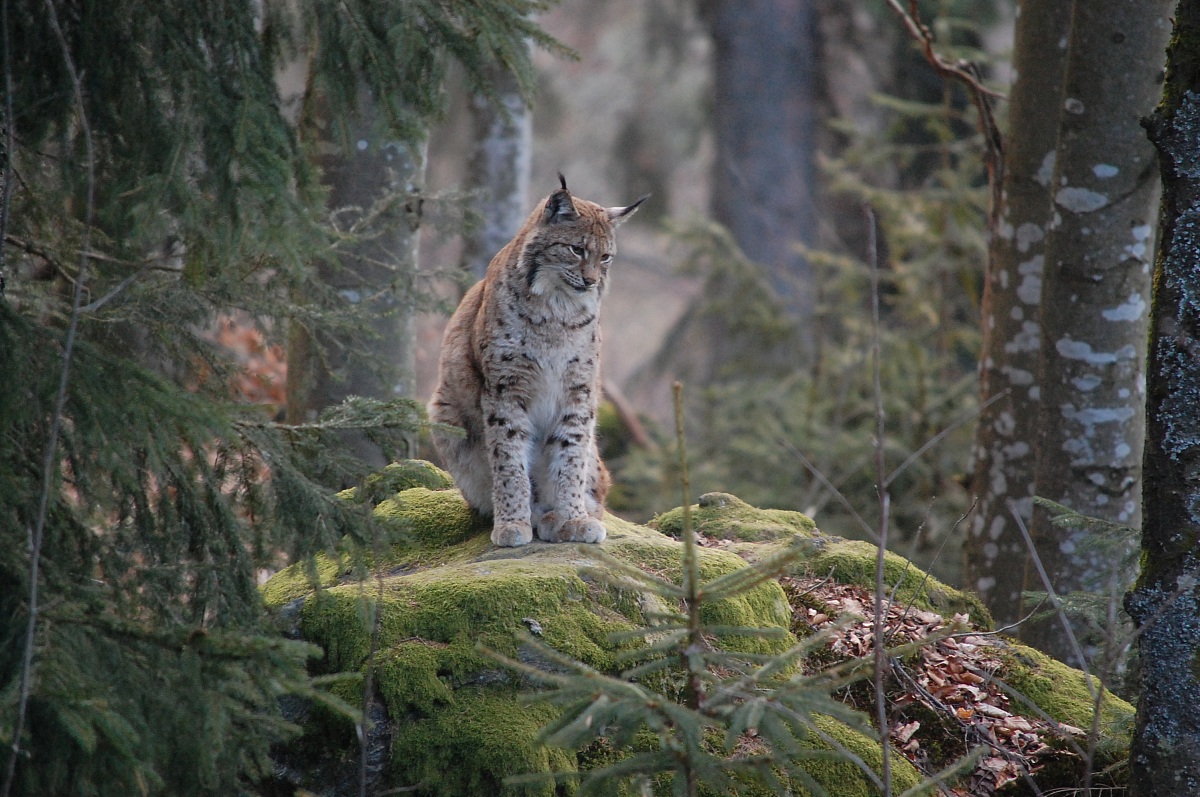Lince