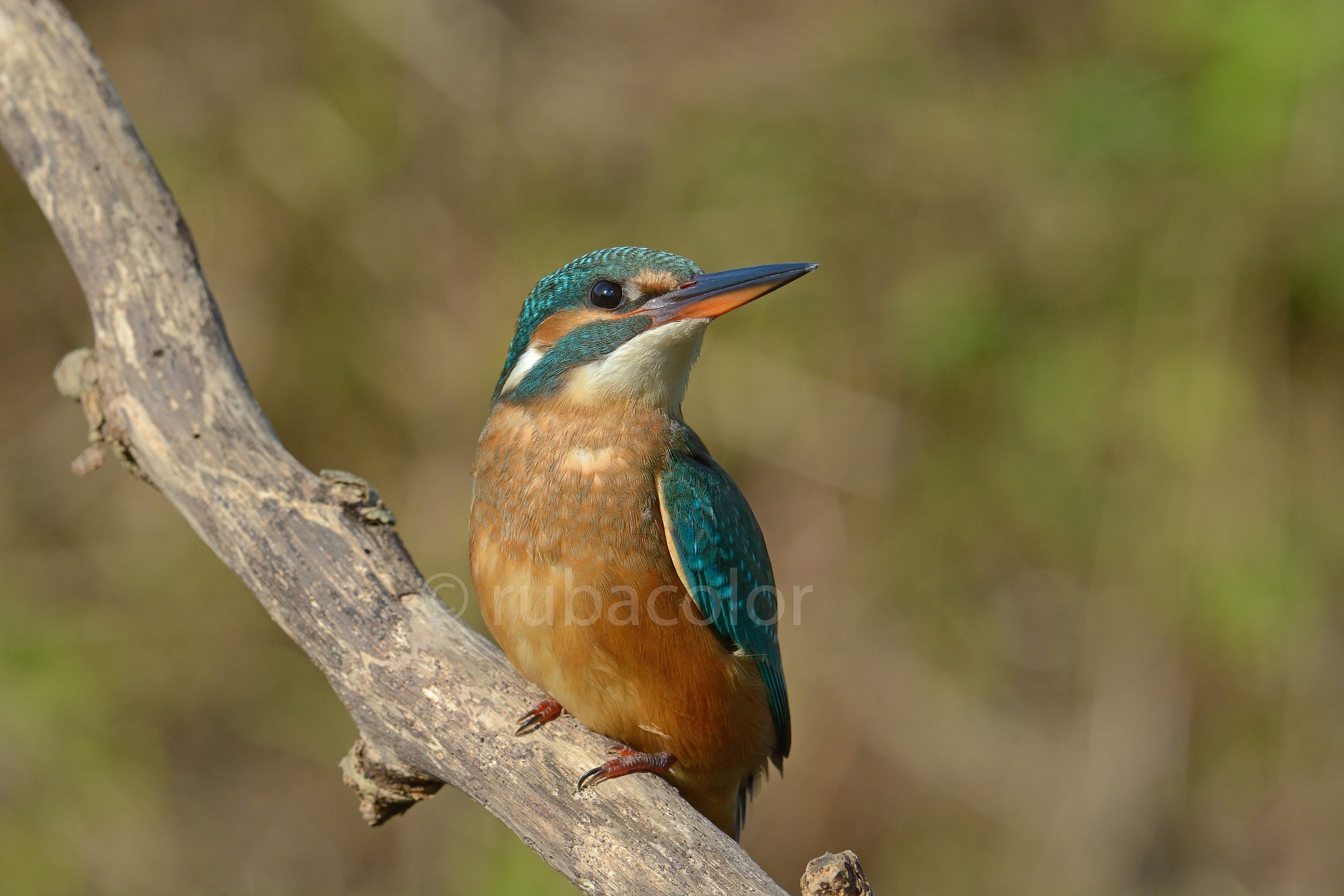 Amazement of martina