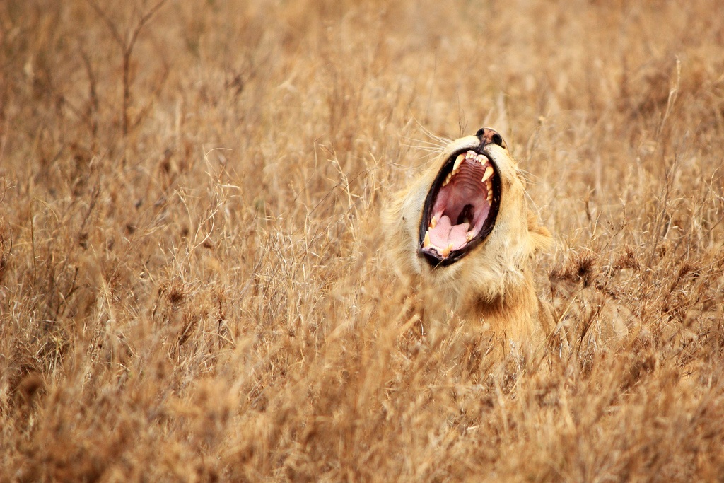 Serengeti - Lion in the savanna