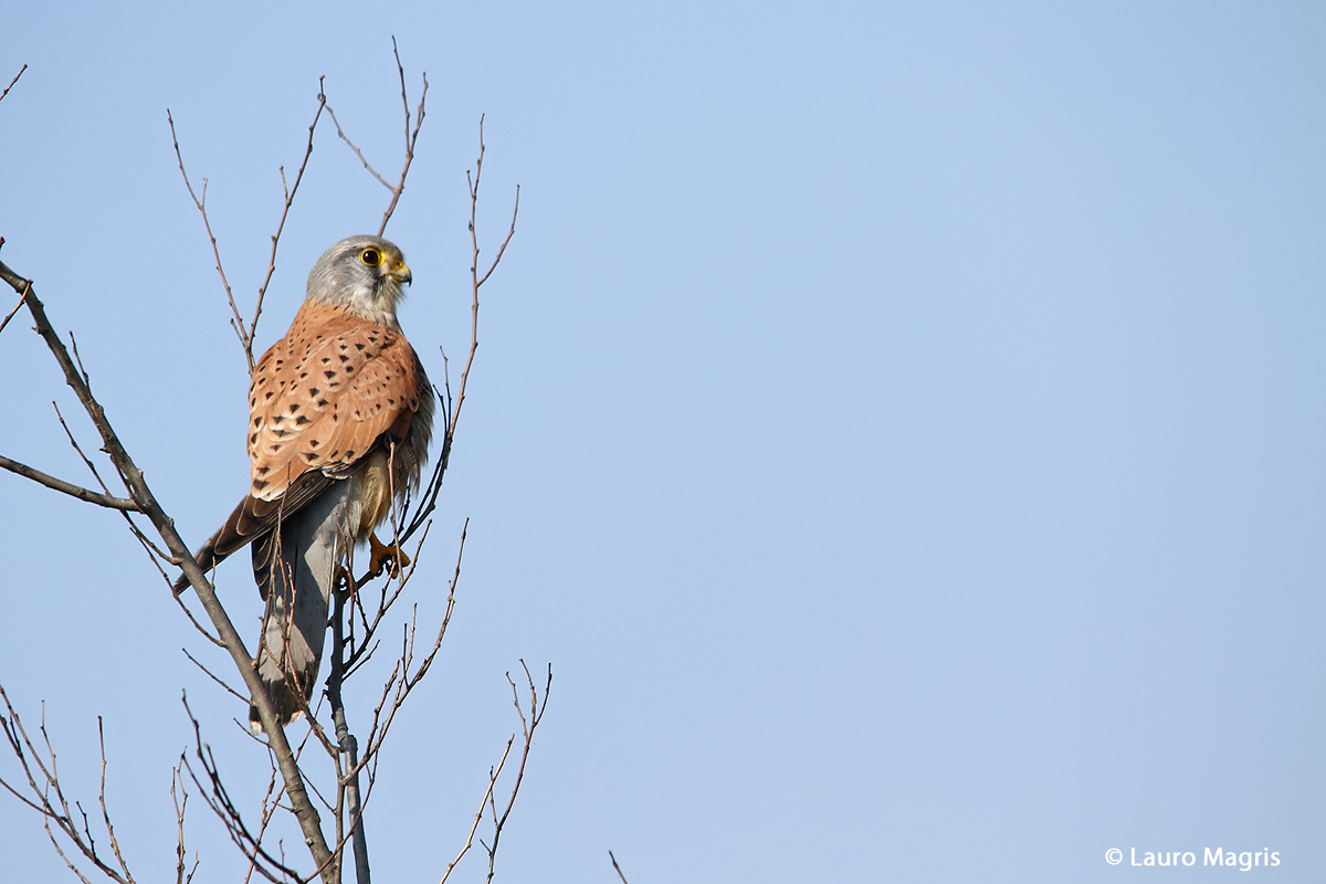 Kestrel lookout