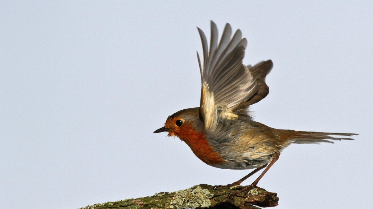 A robin balancing act