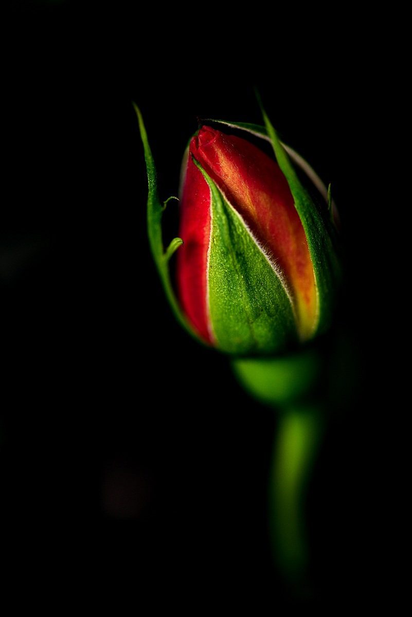 Rosa...fiore di Venere