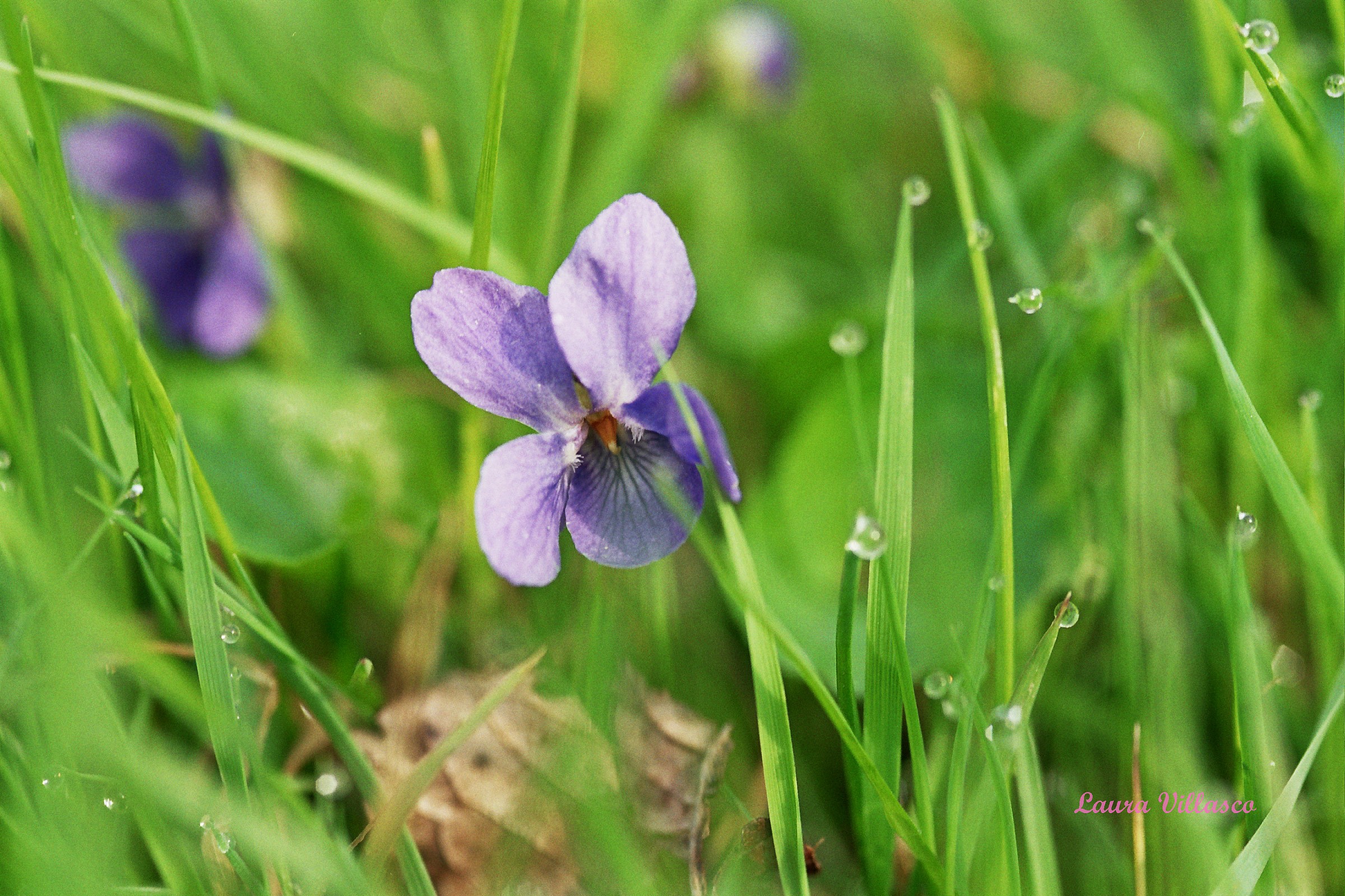 viola odorata