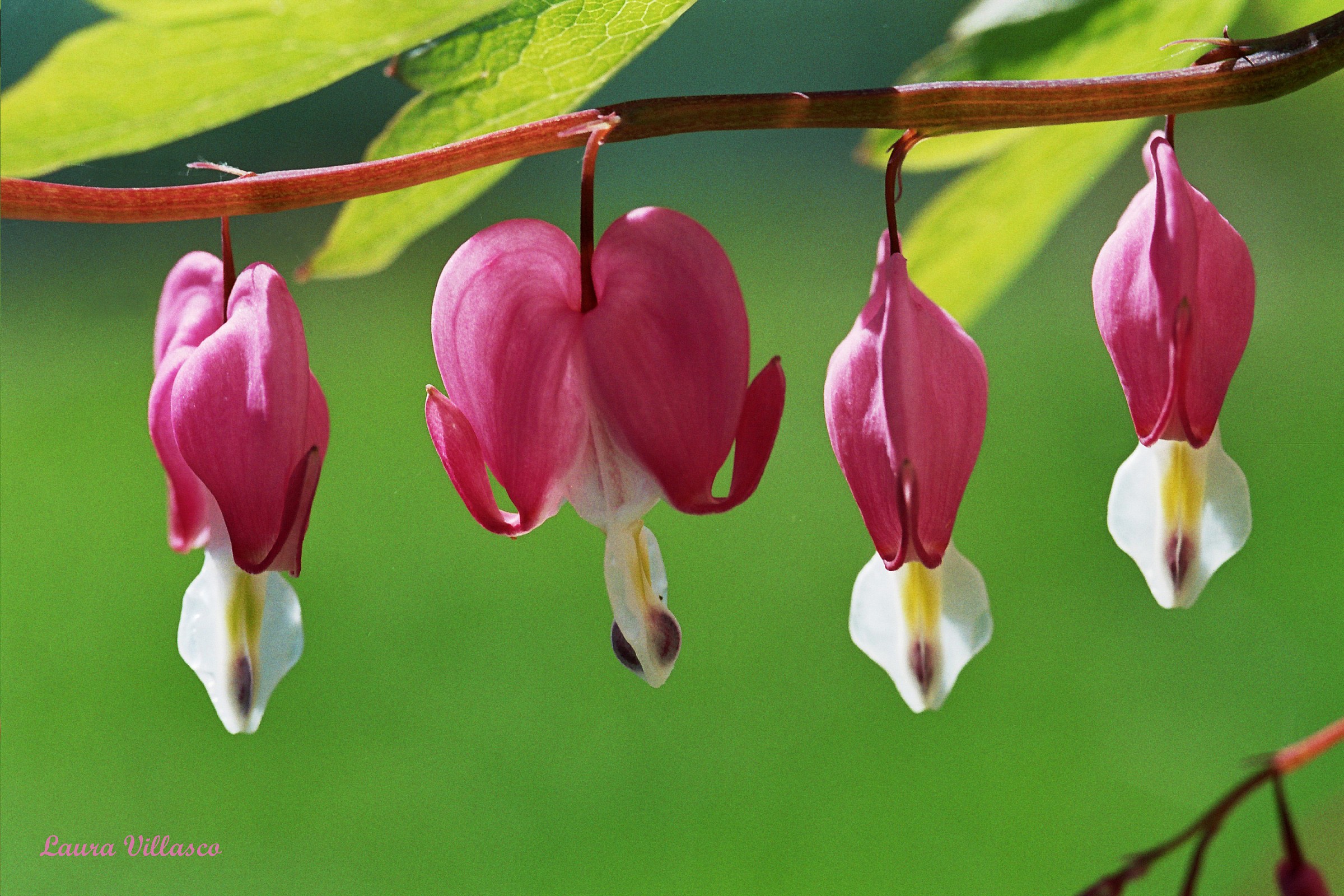 Dicentra spectabilis