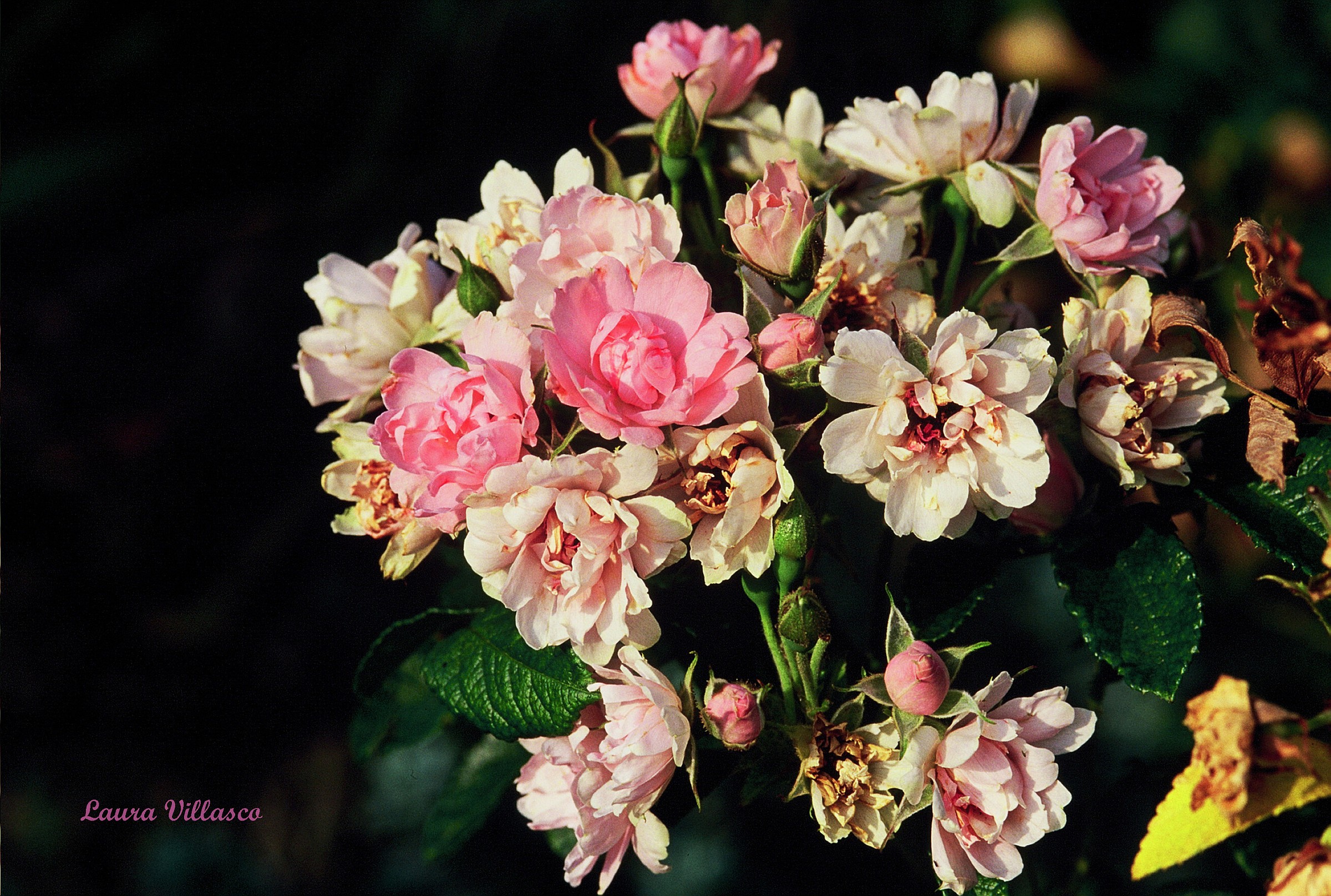 antique roses