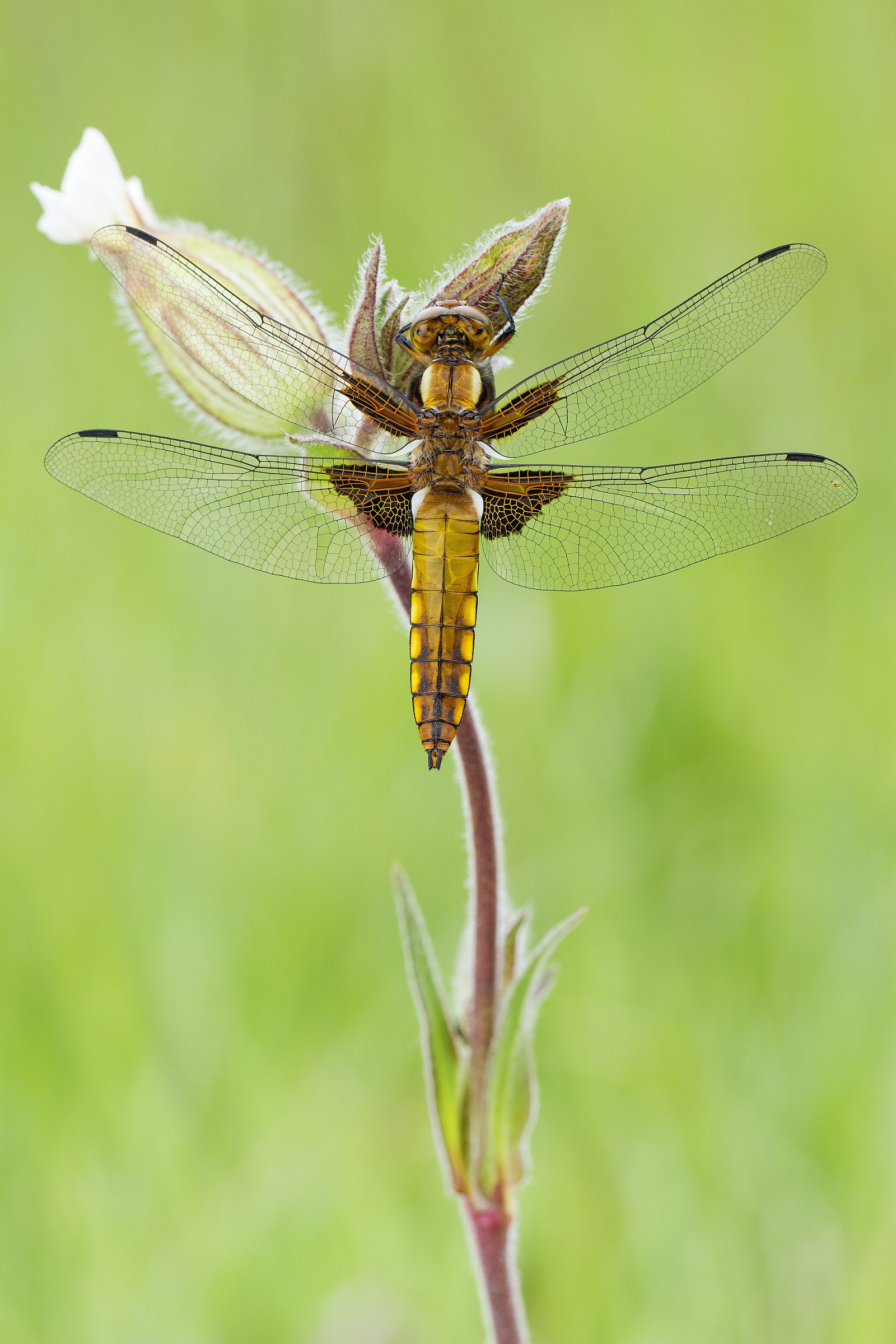 (Libellula quadrimaculata)