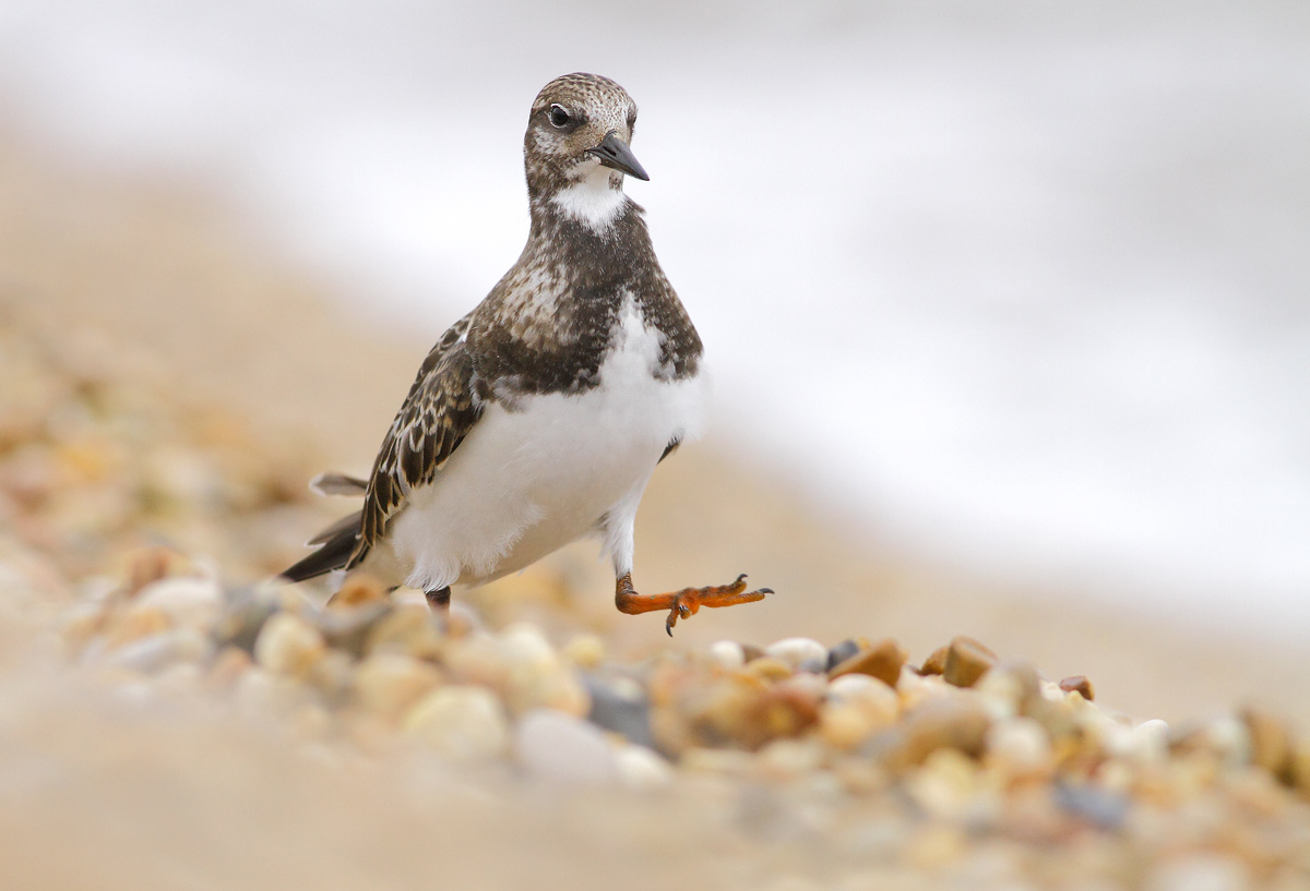 Turnstone