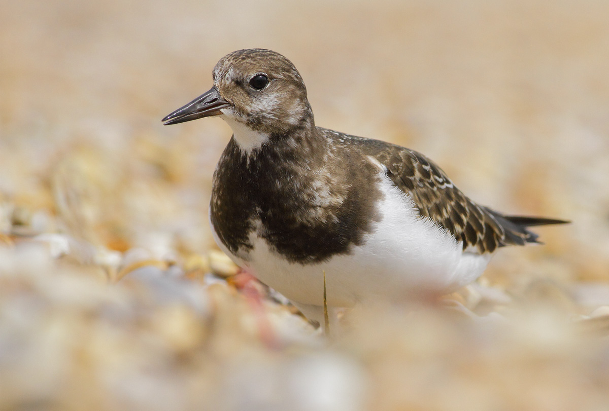 Turnstone