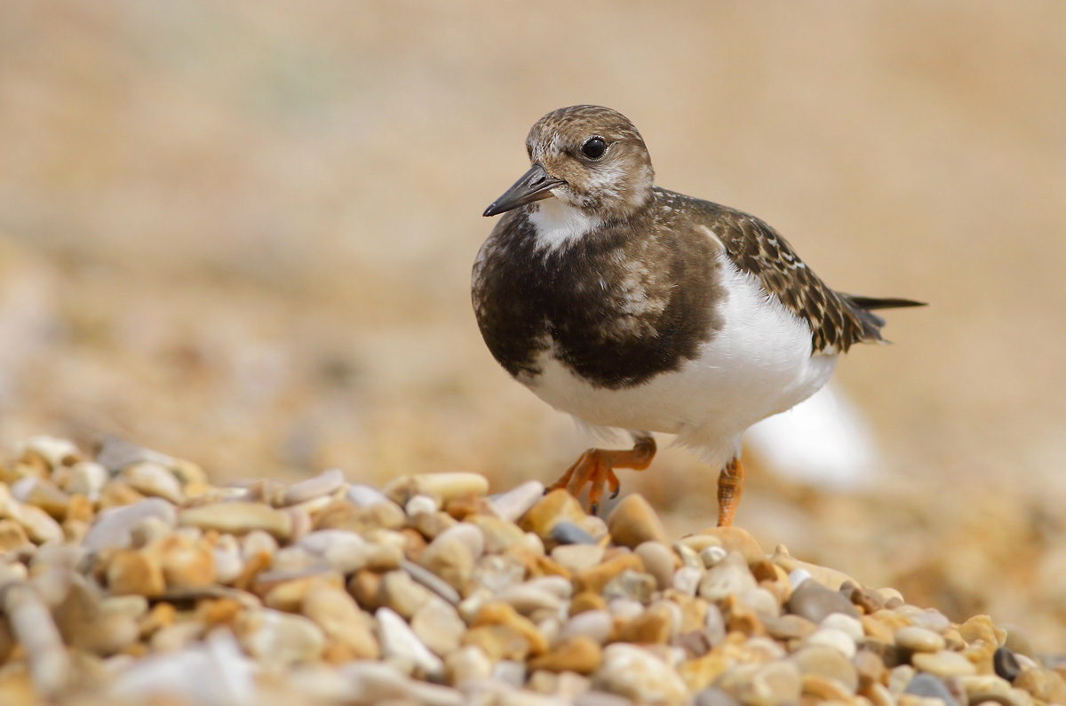 Turnstone