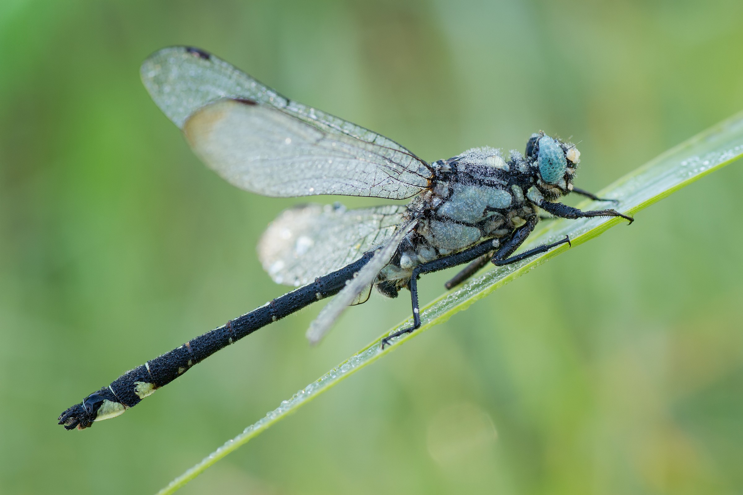 Gomphus vulgatissimus