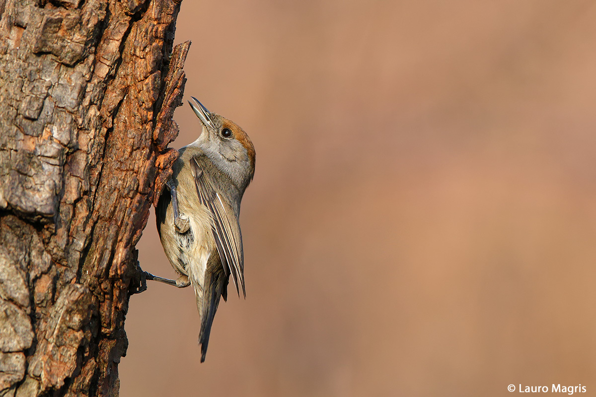 Capinera chiacchierona