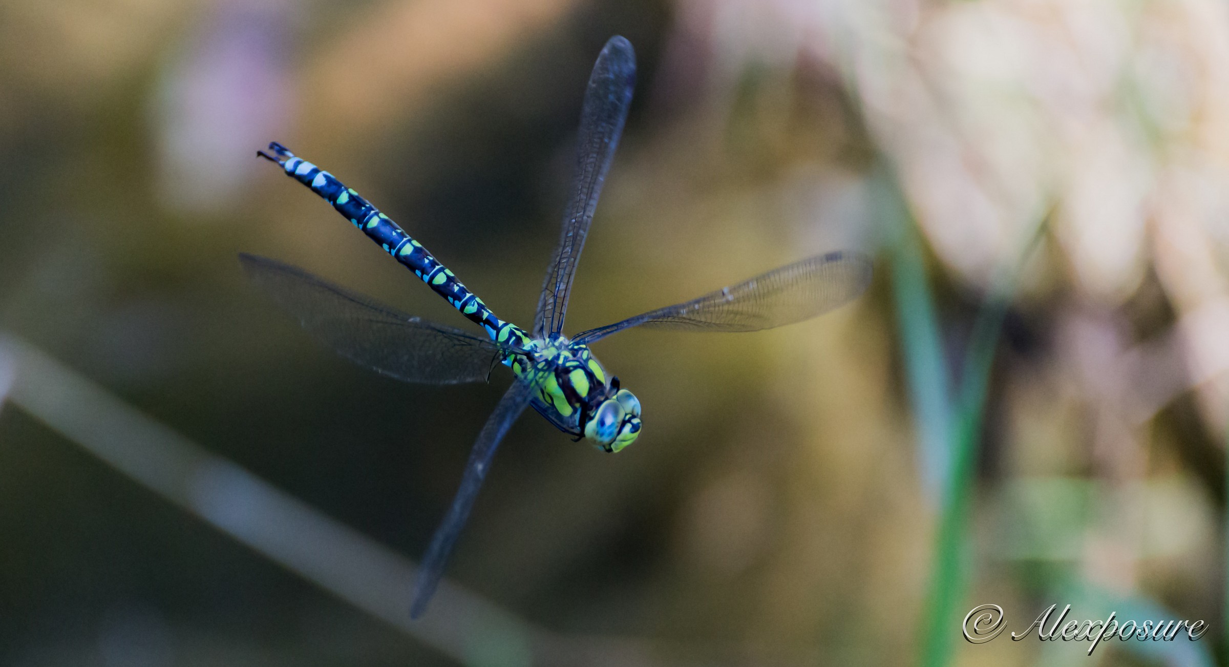 Dragonfly
