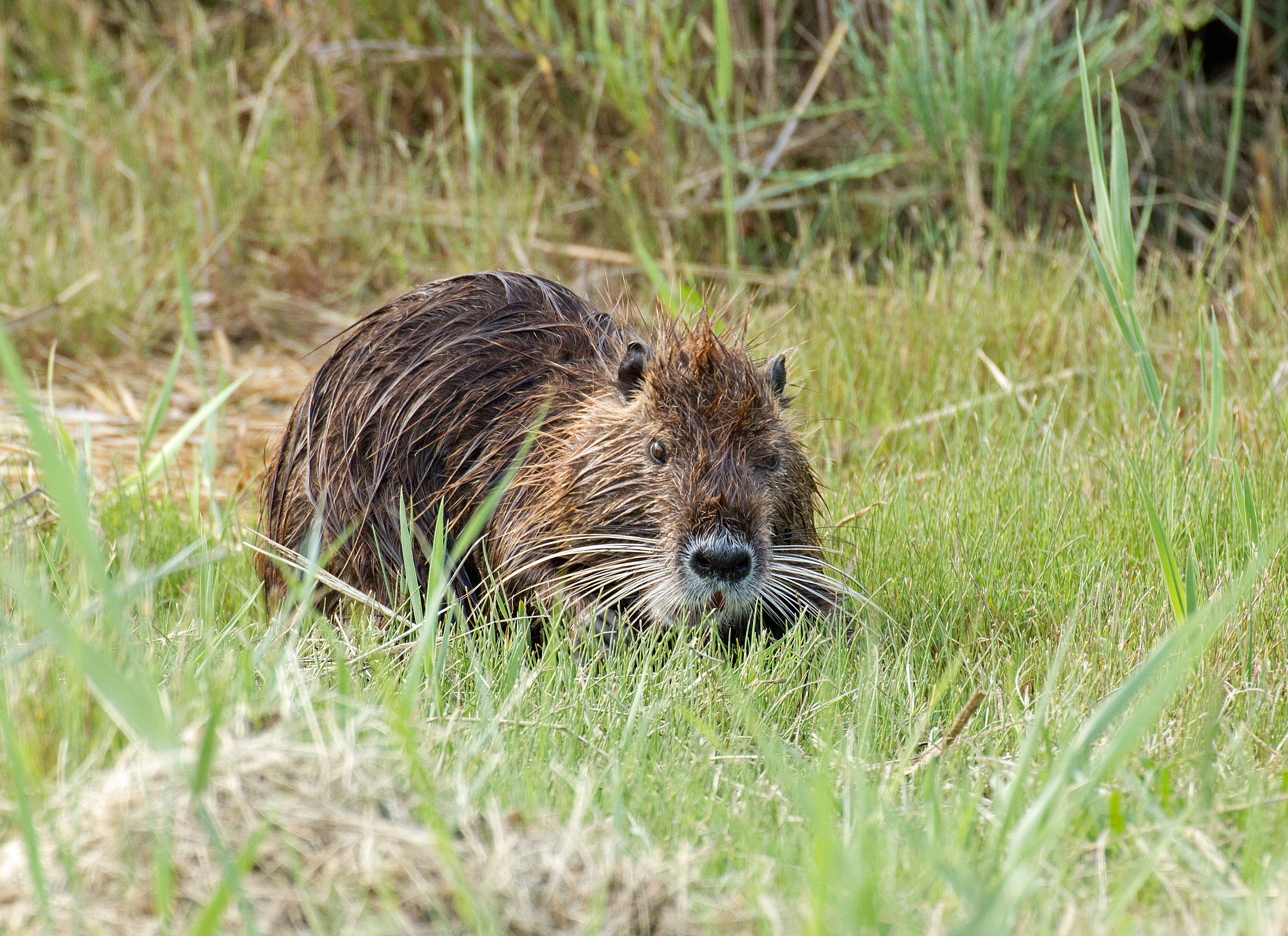 Nutria