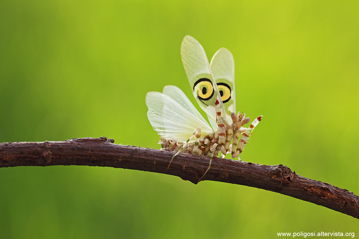 Pseudocreobotra wahlbergi