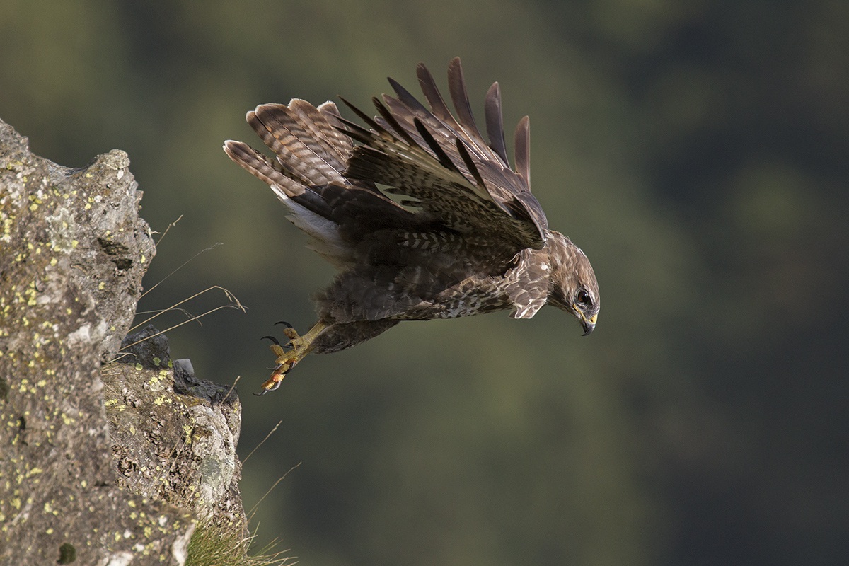 poiana---decollo!!!!