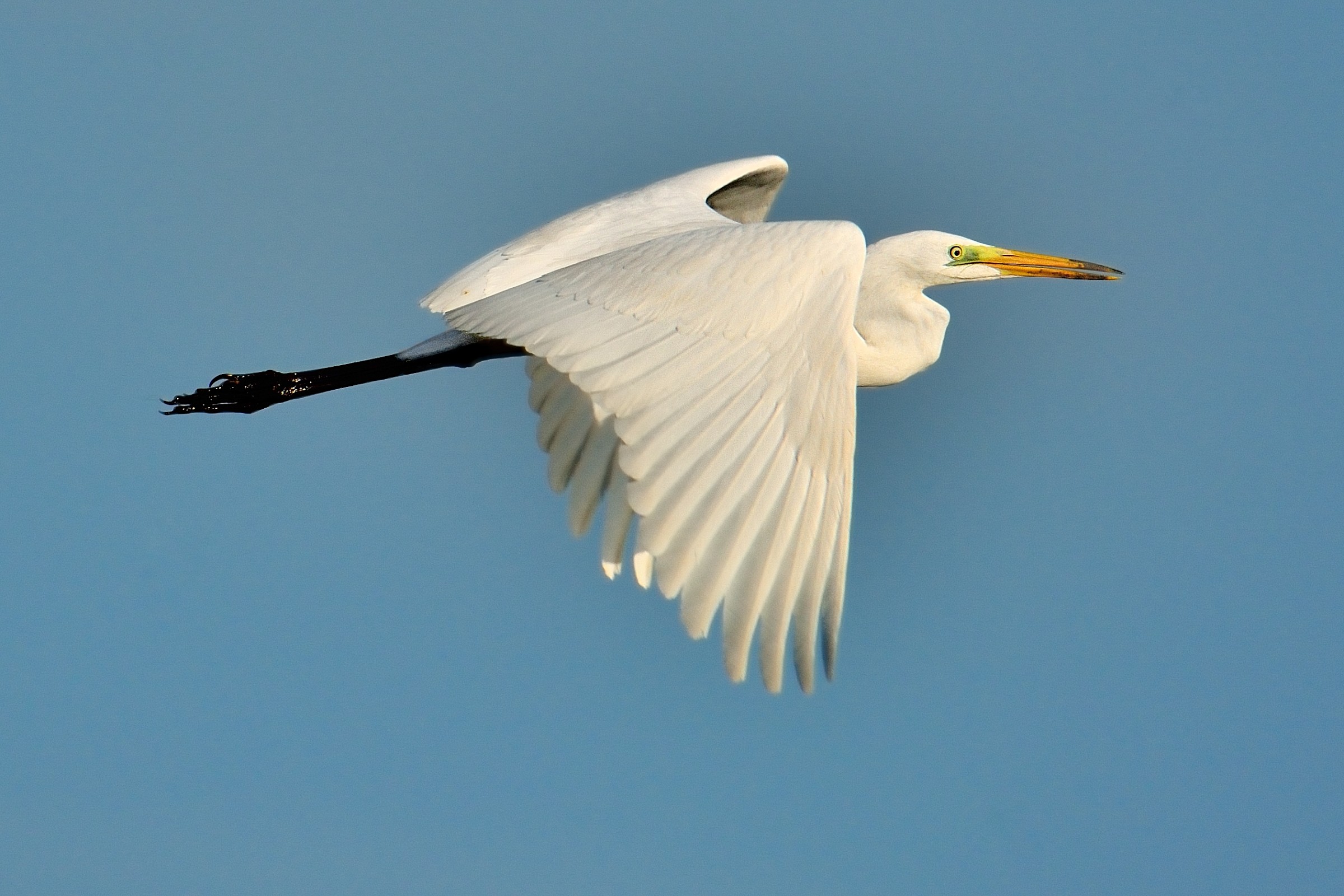 Great Egret