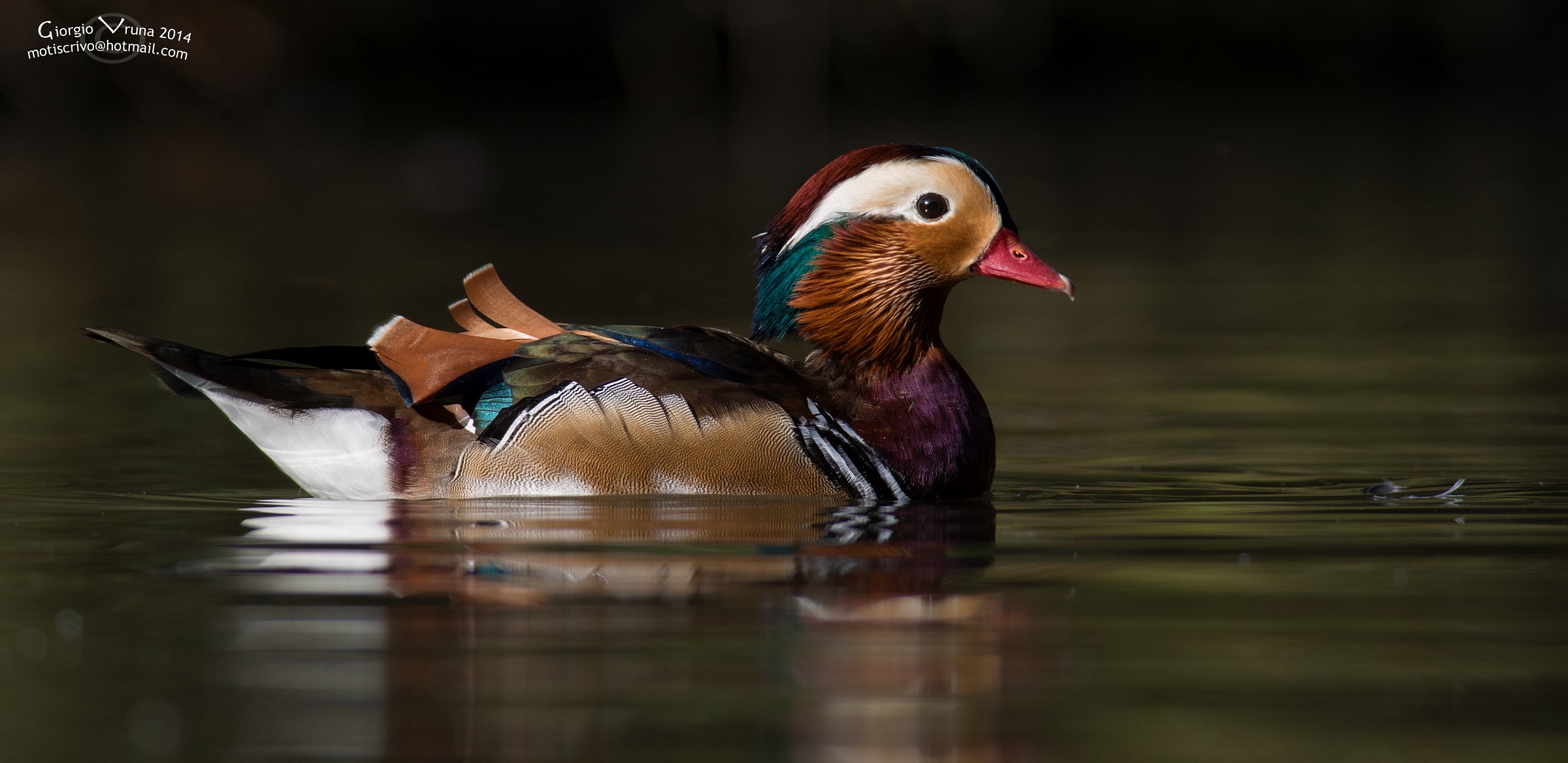 Mandarina nell'oscurità..