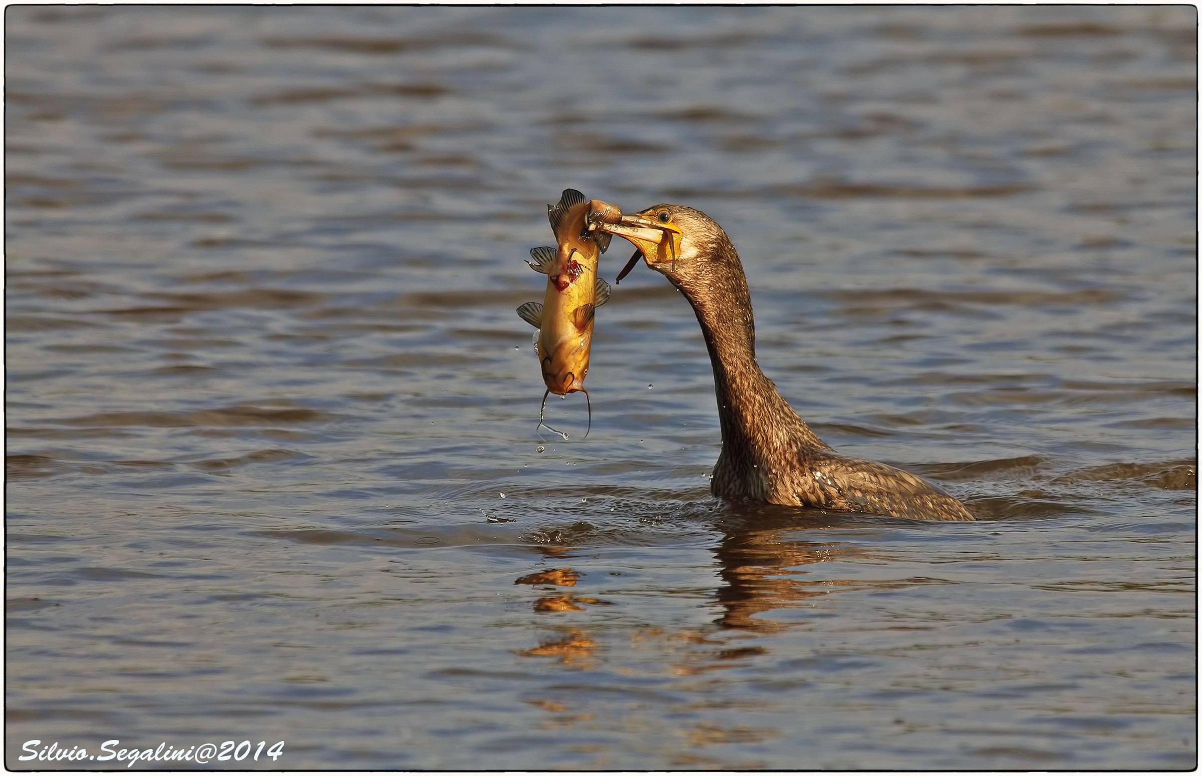 preso per la coda....