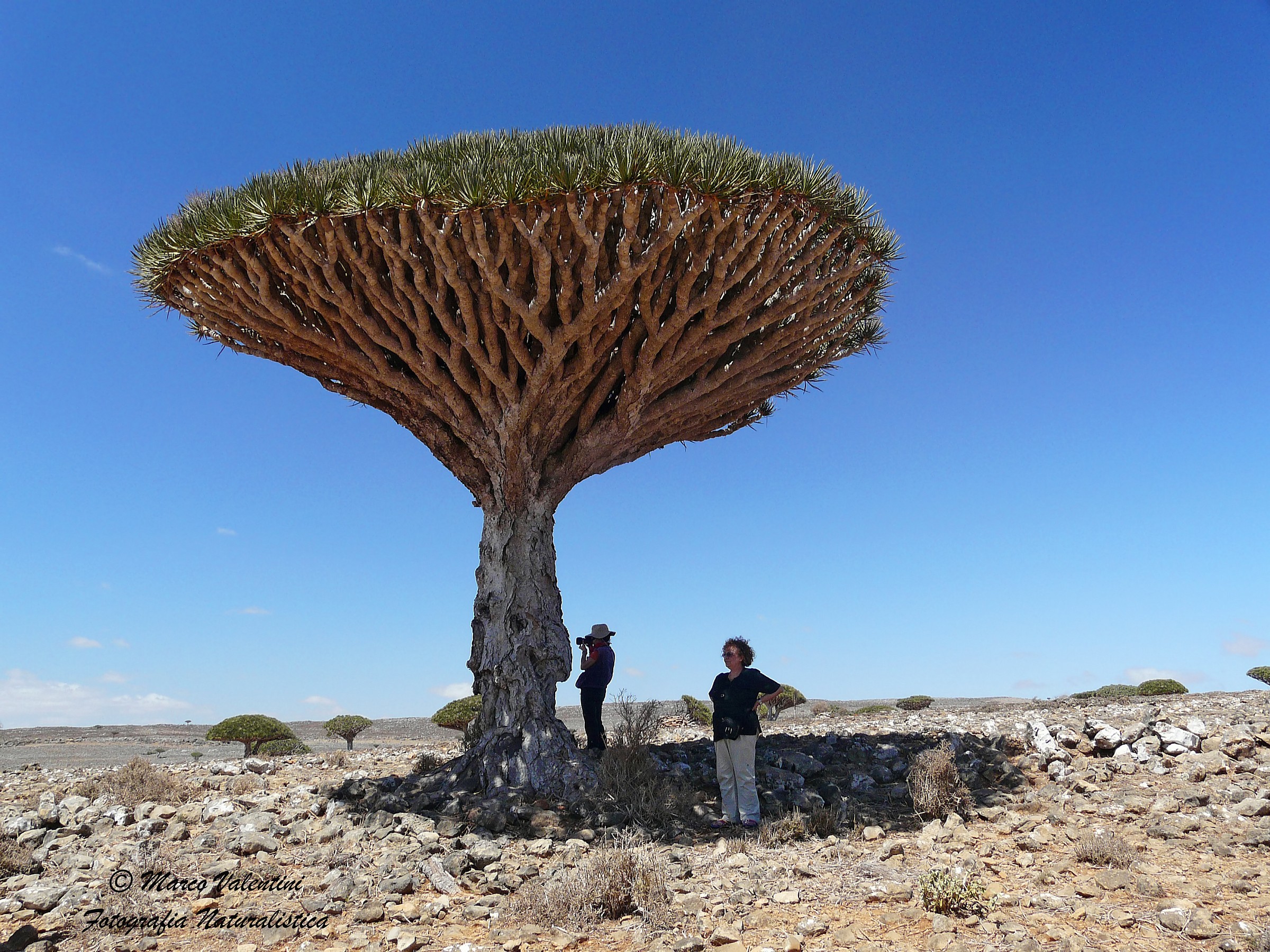 Gli alberi del sangue di drago
